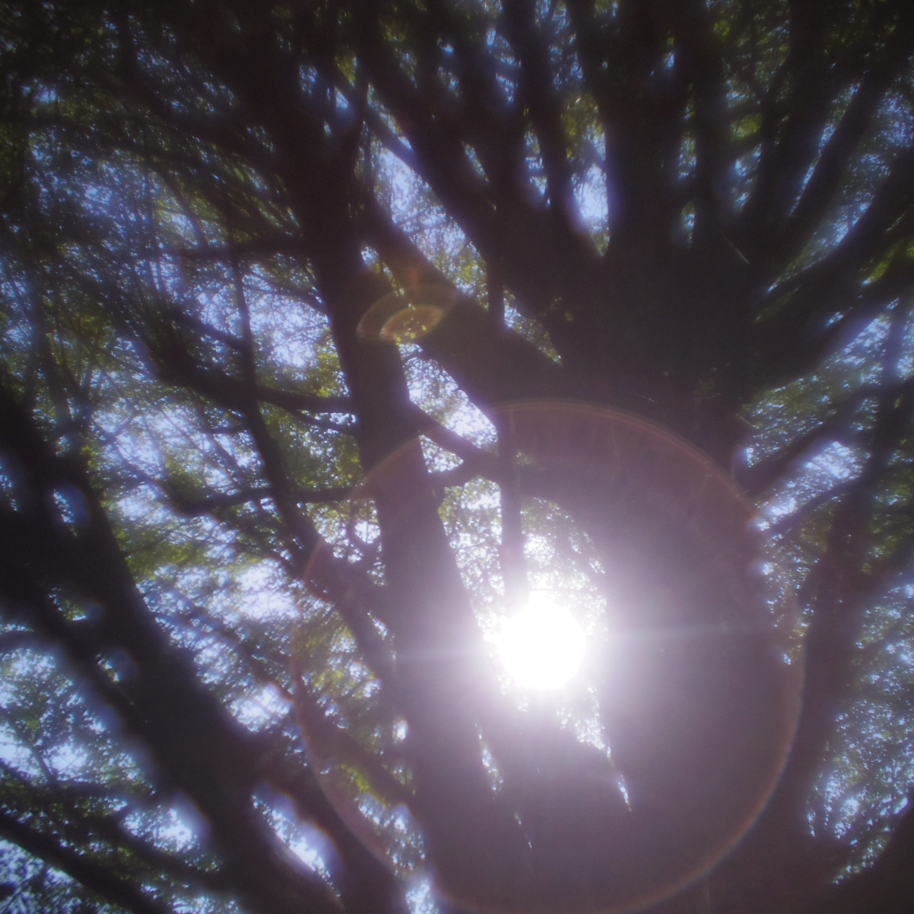 <b>PENTAX Q / ズノー6.5mm F1.4 / 約2.4MB / 2,992×2,992 / 1/6,400秒 / F4 / -0.3EV / ISO250 / WB:オート / カスタムイメージ:ナチュラル</b>