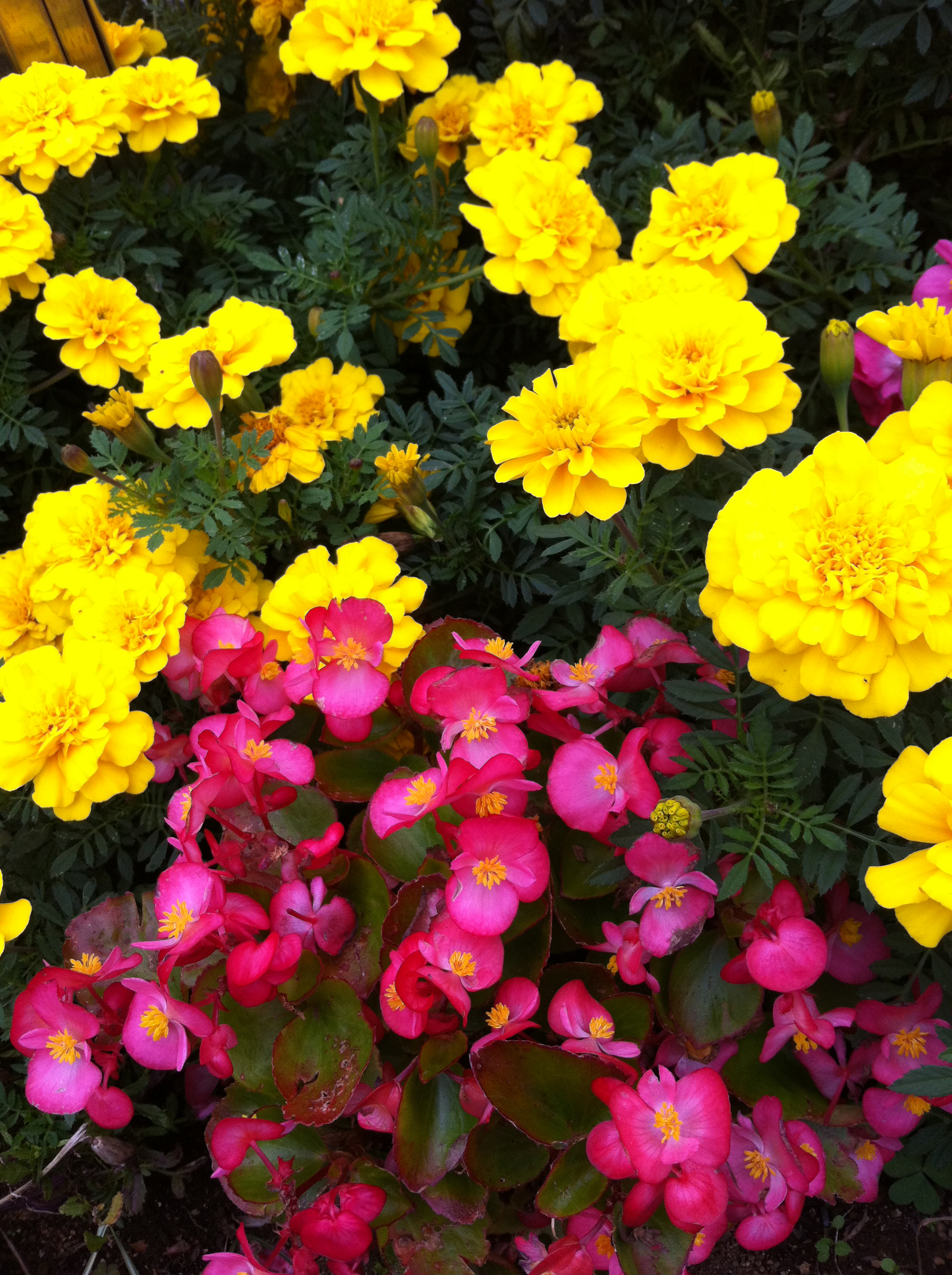 <b>iPhone 4 / 約3.3MB / 1,936×2,592 / 1/128秒 / F2.8 / ISO803.8mm</b>