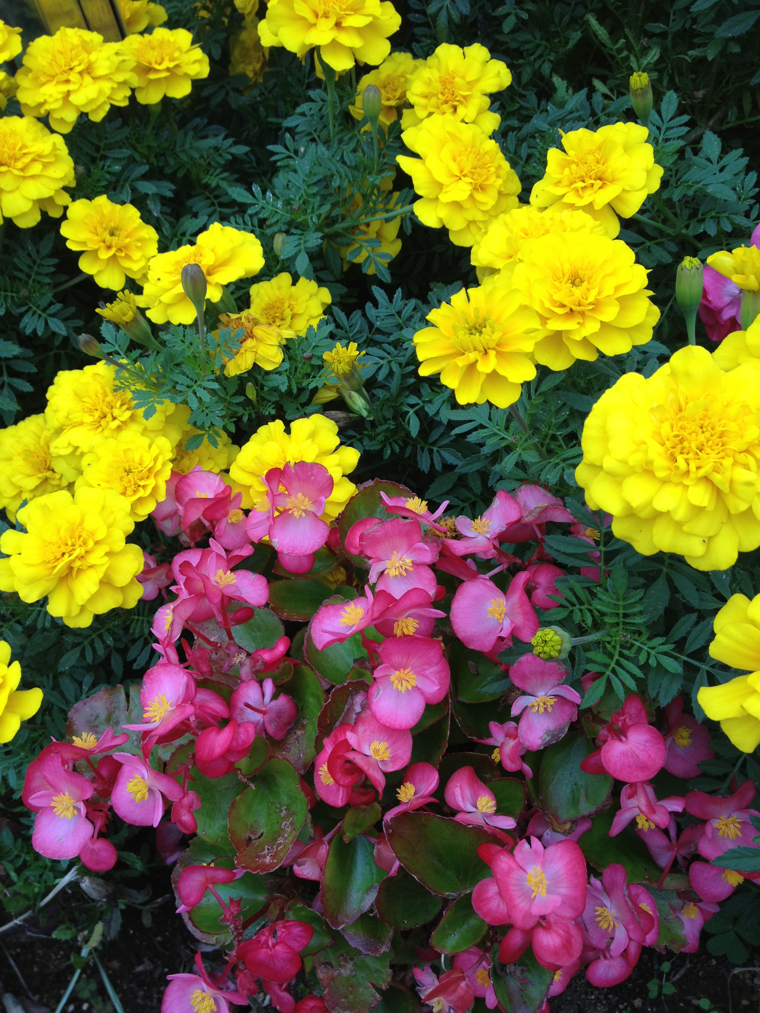 <b>iPhone 4S / 約4.6MB / 2,448×3,264 / 1/153秒 / F2.4 / ISO64 / 4.3mm</b>