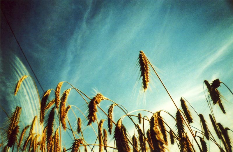 <b>作例（ロモジャパン提供）</b>