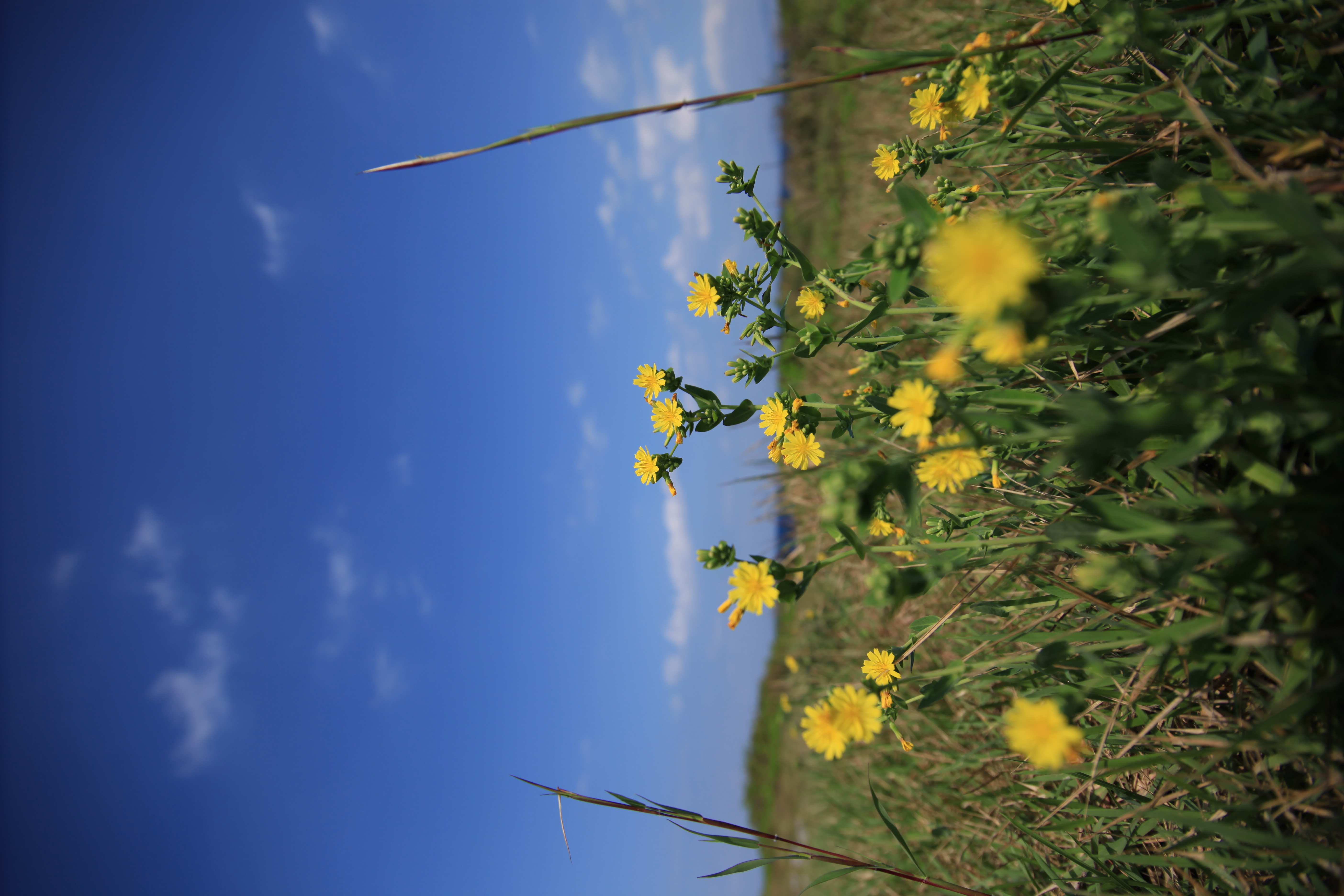 <b>EOS 5D Mark II / Tokina AT-X 17-35 F4 PRO FX / 約4.7MB / 3,744×5,616 / 1/2,000秒 / F4 / -0.3EV / ISO100 / WB:太陽光 / 17mm</b>