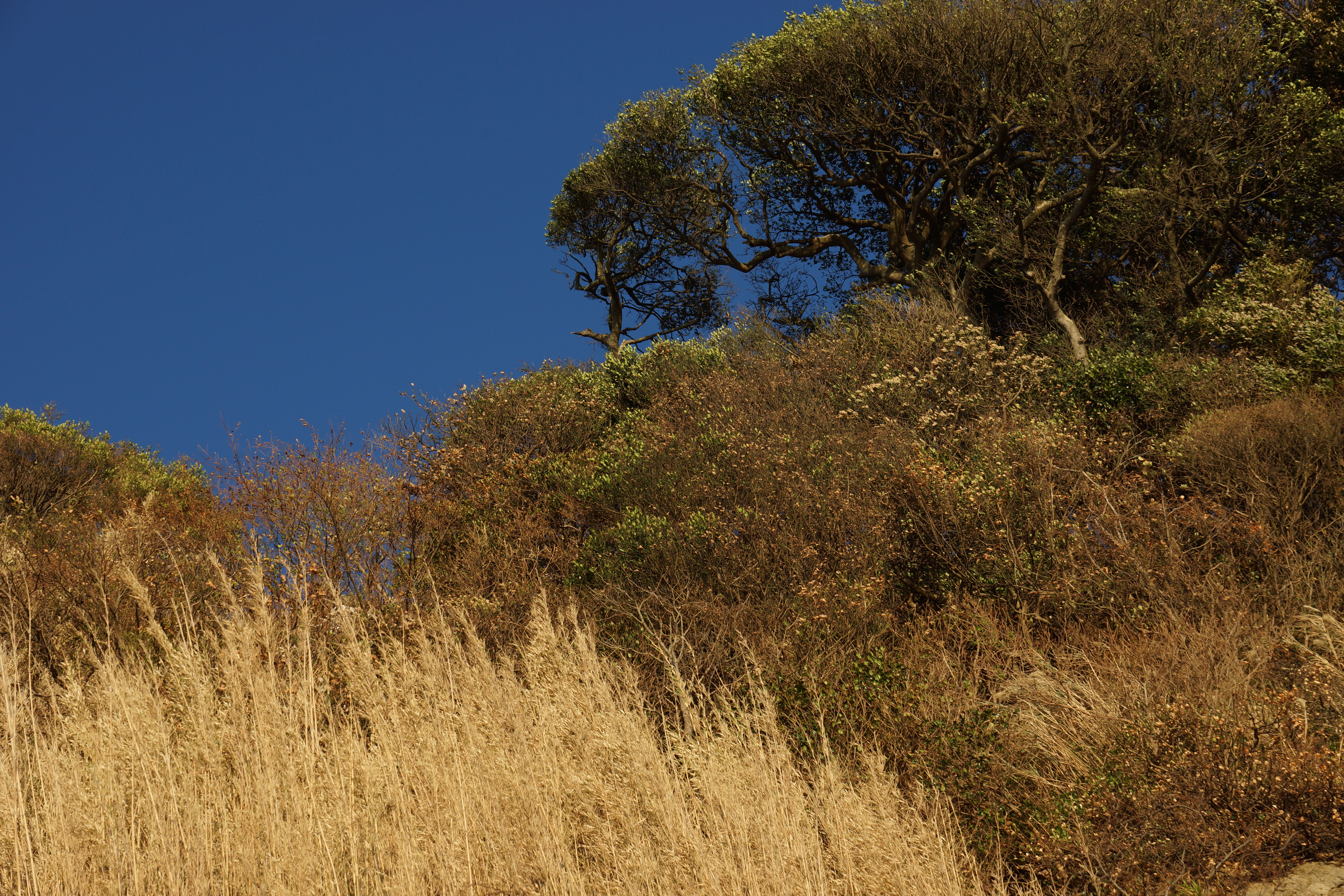 <b>α77 / DT 16-50mm F2.8 SSM / 約10.4MB / 6,000×4,000 / 1/320秒 / F8 / -0.7EV / ISO100 / WB:オート / 50mm</b>