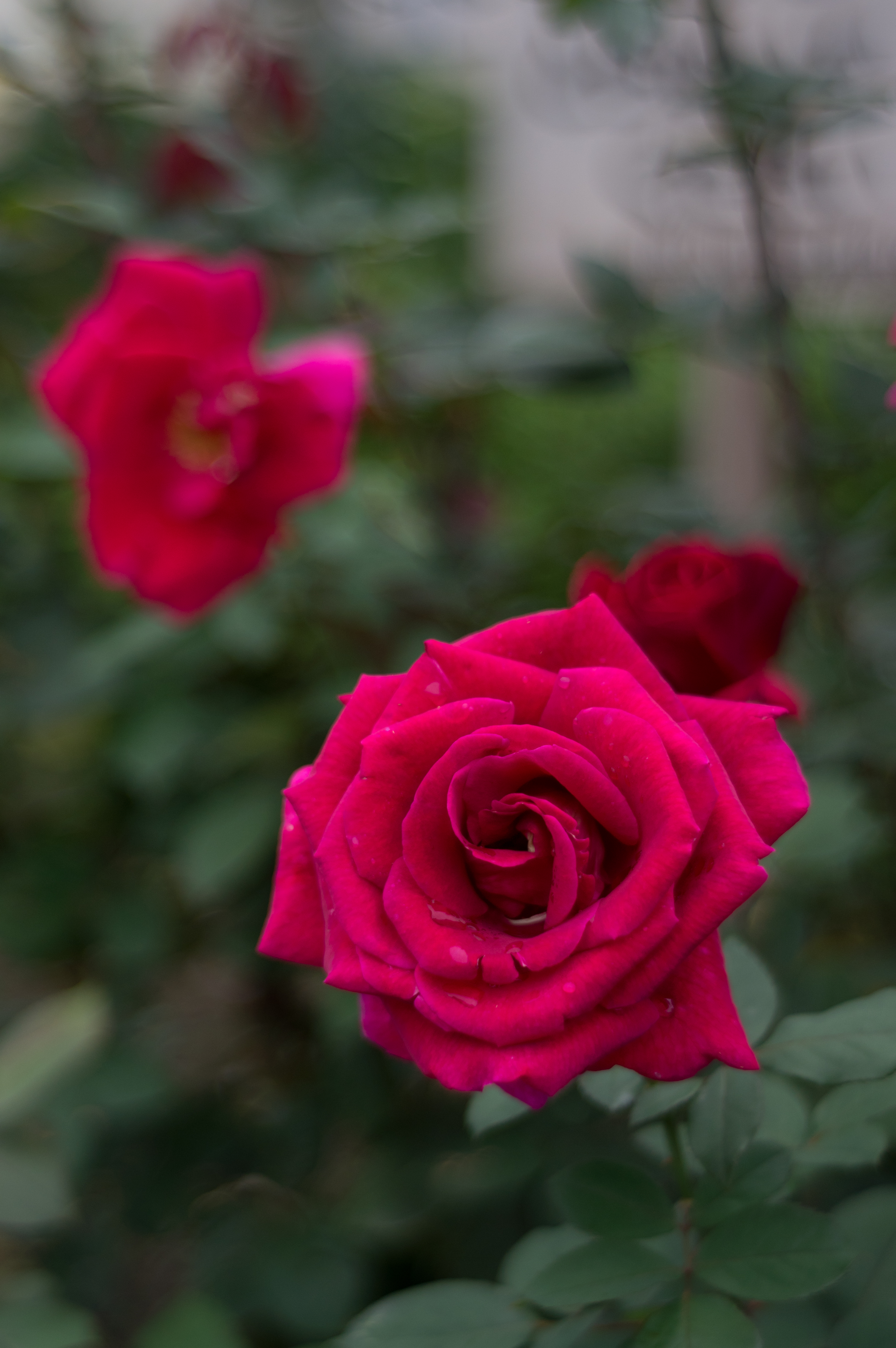 <b>NEX-5N / Sonnar 50mm F2 / 4,912×3,264 / 1/2,000秒 / F2 / 0EV / ISO200 / WB:オート / 50mm</b>