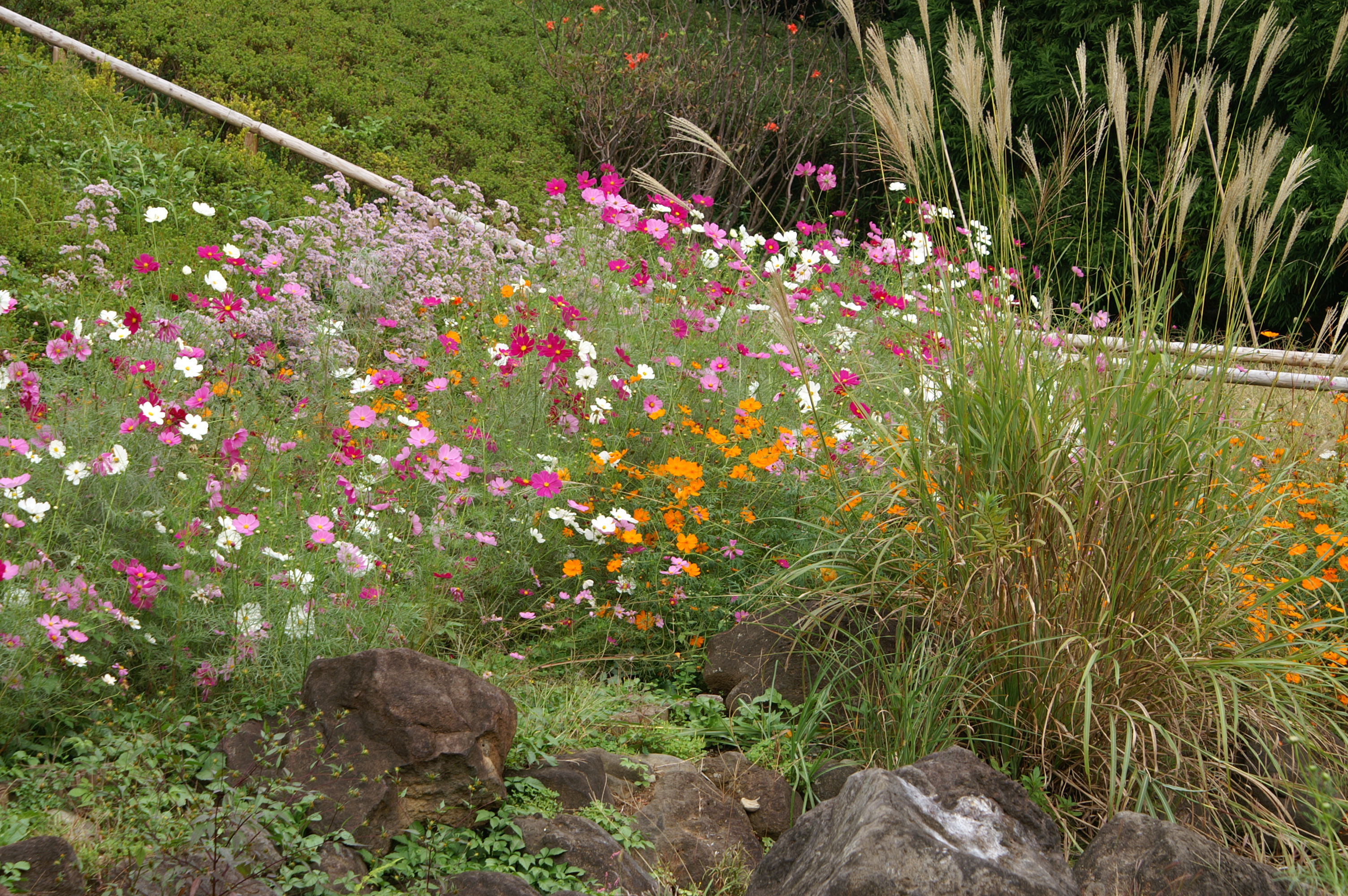 <b>カラーモード:ナチュラル+ / α-7 DIGITAL / AF DT ZOOM 18-70mm F3.5-5.6（D） / 約4.4MB / 3,008×2,000 / 1/40秒 / F11 / 0.0EV / ISO100 / WB:オート / 70mm</b>