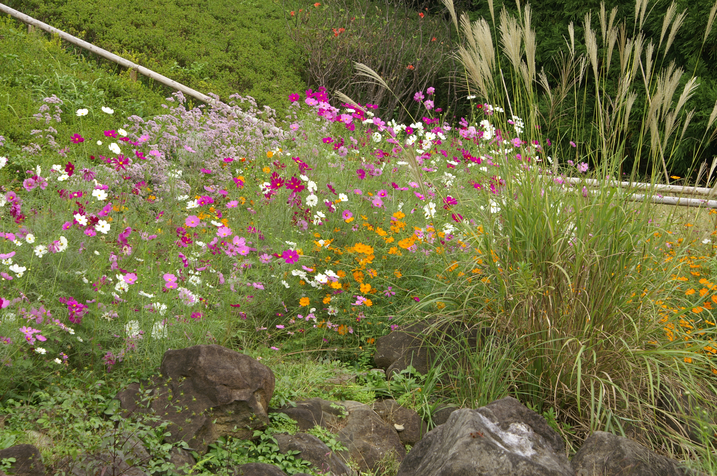 <b>カラーモード:Adobe RGB / α-7 DIGITAL / AF DT ZOOM 18-70mm F3.5-5.6（D） / 約4.3MB / 3,008×2,000 / 1/40秒 / F11 / 0.0EV / ISO100 / WB:オート / 70mm</b>