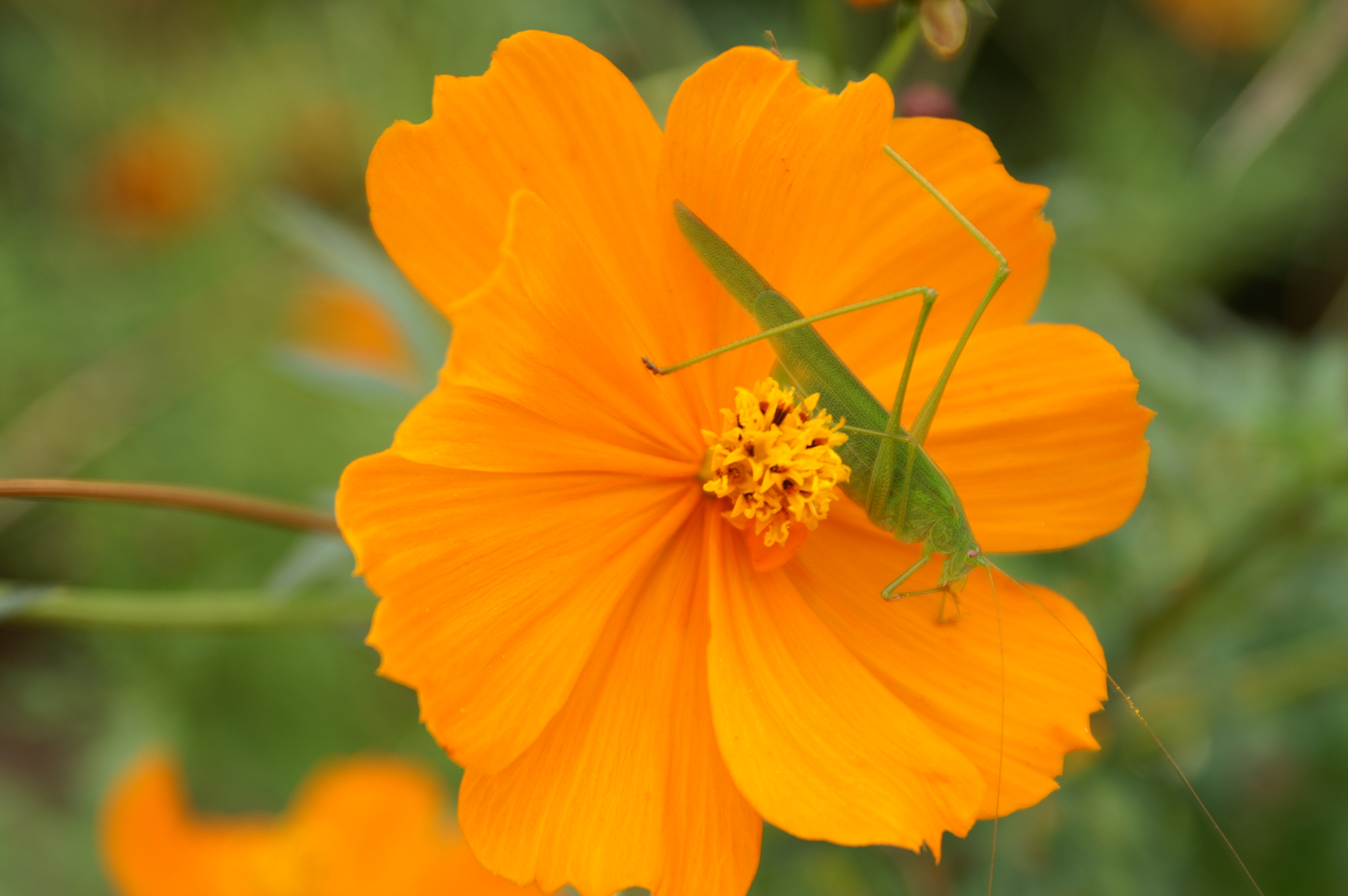 <b>α-7 DIGITAL / AF DT ZOOM 18-70mm F3.5-5.6（D） / 約1.7MB / 3,008×2,000 / 1/160秒 / F5.6 / +0.7EV / ISO100 / WB:オート / 70mm</b>