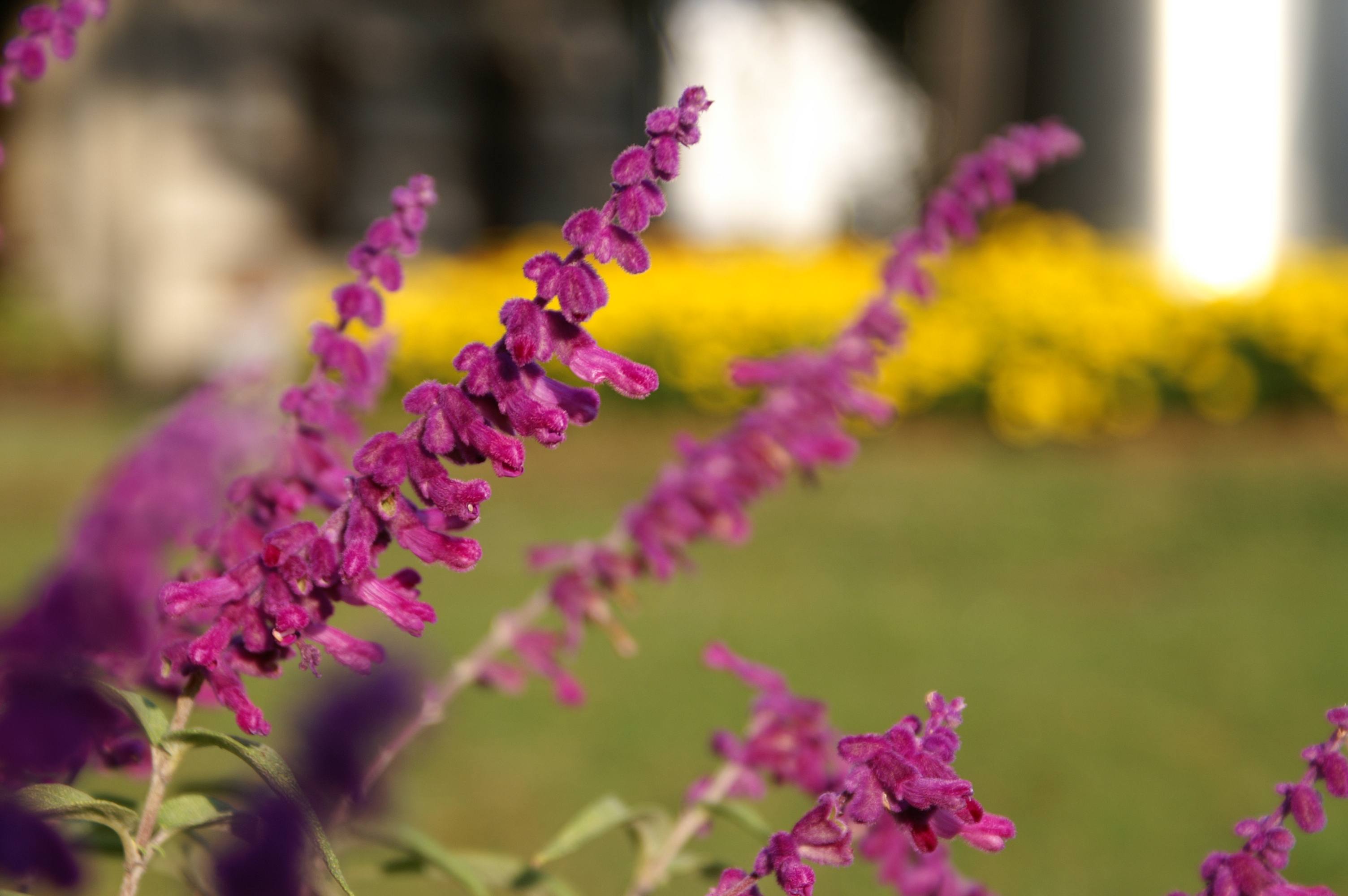 <b>α-7 DIGITAL / AF DT ZOOM 18-70mm F3.5-5.6（D） / 約1.7MB / 3,008×2,000 / 1/250秒 / F5.6 / +0.3EV / ISO100 / WB:オート / 70mm</b>