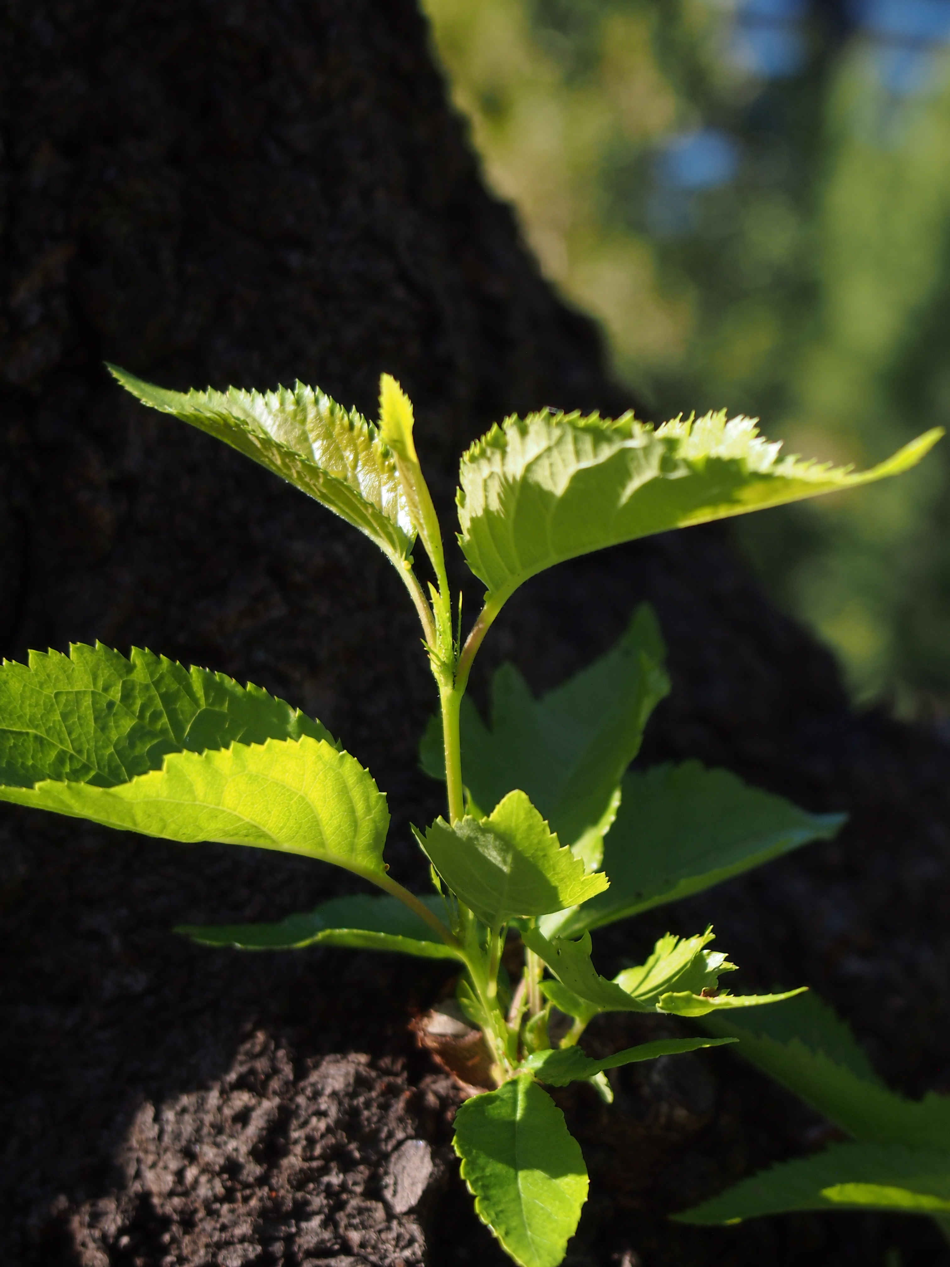 <b>E-PM1 / M.ZUIKO DIGITAL 14-42mm F3.5-5.6 II R / 約4.8MB / 3,024×4,032 / 1/250秒 / F5.6 / -0.7EV / ISO200 / WB:オート / 41mm</b>