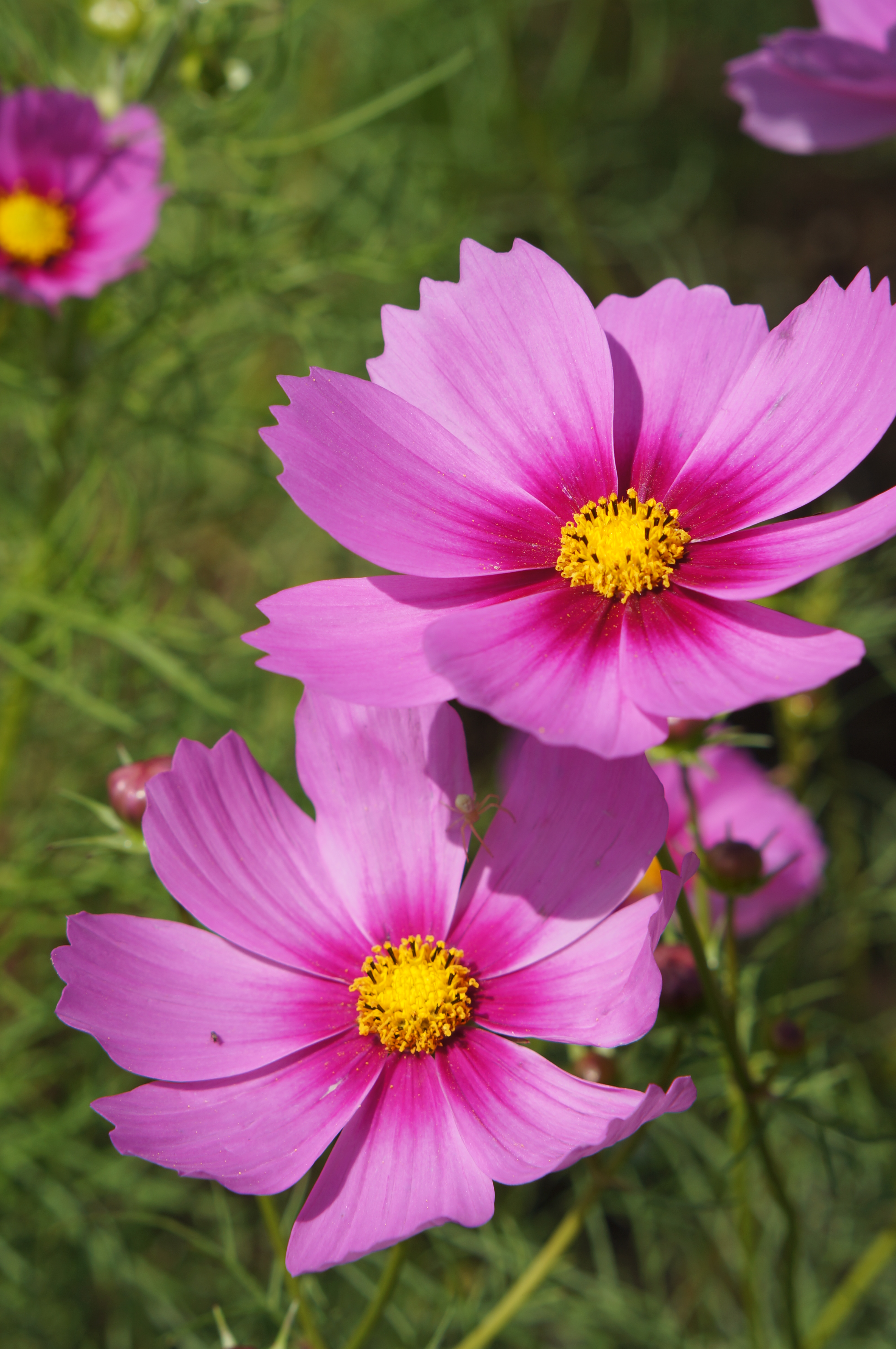 <b>NEX-5N / E 50mm F1.8 OSS / 約3.5MB / 3,264×4,912 / 1/320秒 / F7 / +0.7EV / ISO100 / 絞り優先AE / WB：オート / 50mm</b>