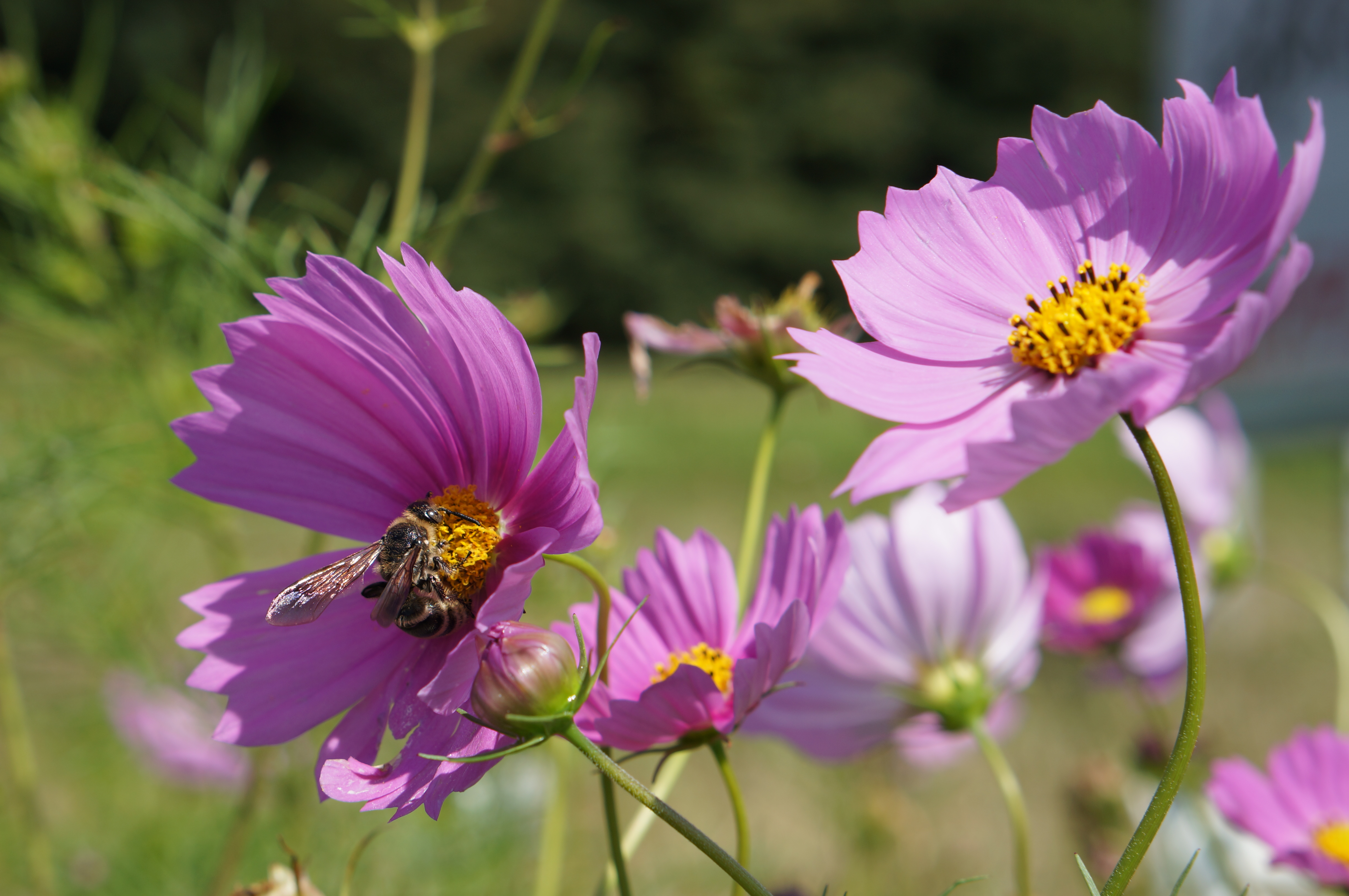 <b>NEX-5N / E 50mm F1.8 OSS / 約3.1MB / 4,912×3,264 / 1/250秒 / F7 / +0.3EV / ISO100 / 絞り優先AE / WB：オート / 50mm</b>