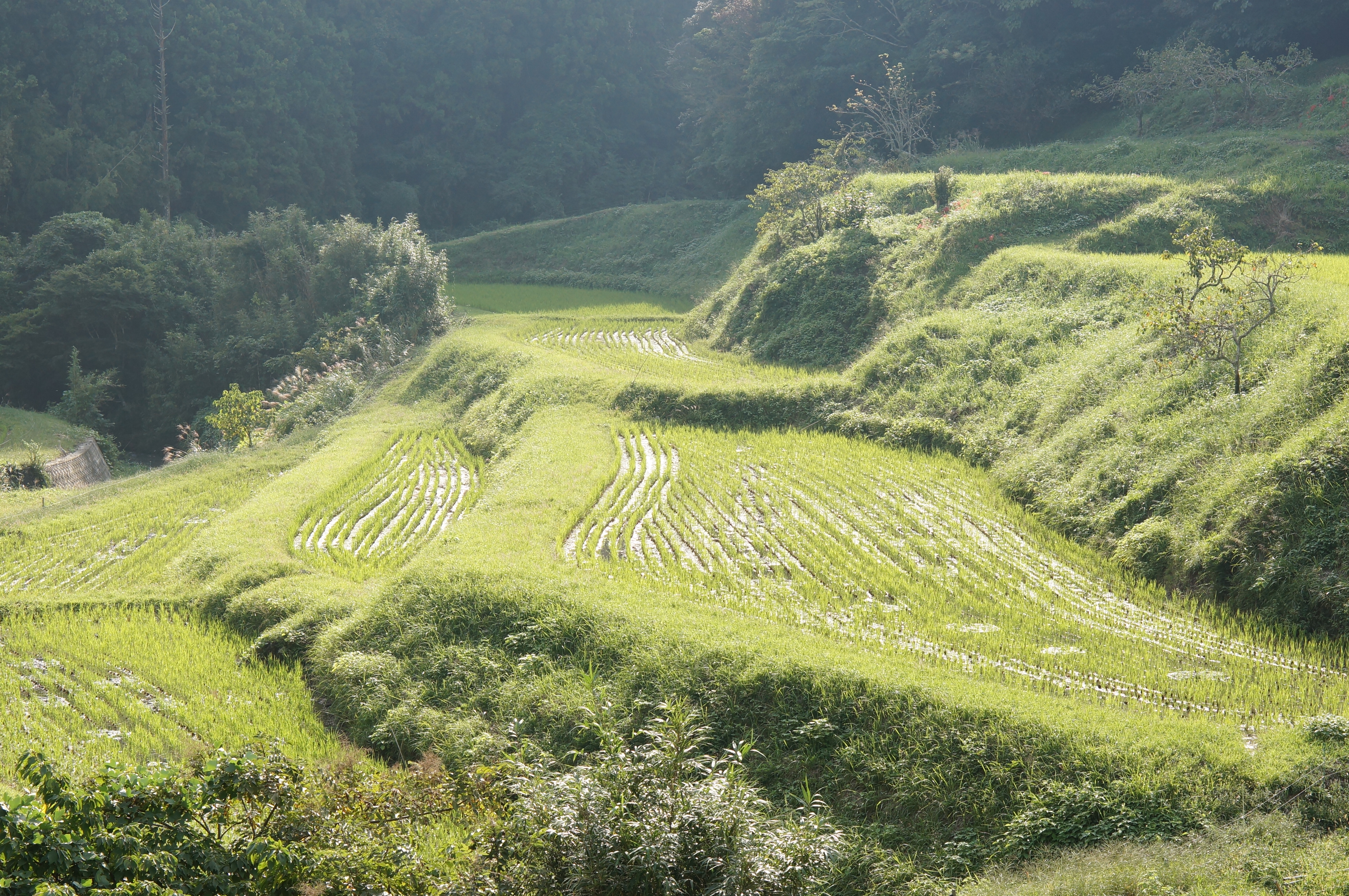<b>NEX-5N / E 50mm F1.8 OSS / 約7.4MB / 4,912×3,264 / 1/320秒 / F8 / +0.7EV / ISO400 / 絞り優先AE / WB：オート / 50mm</b>