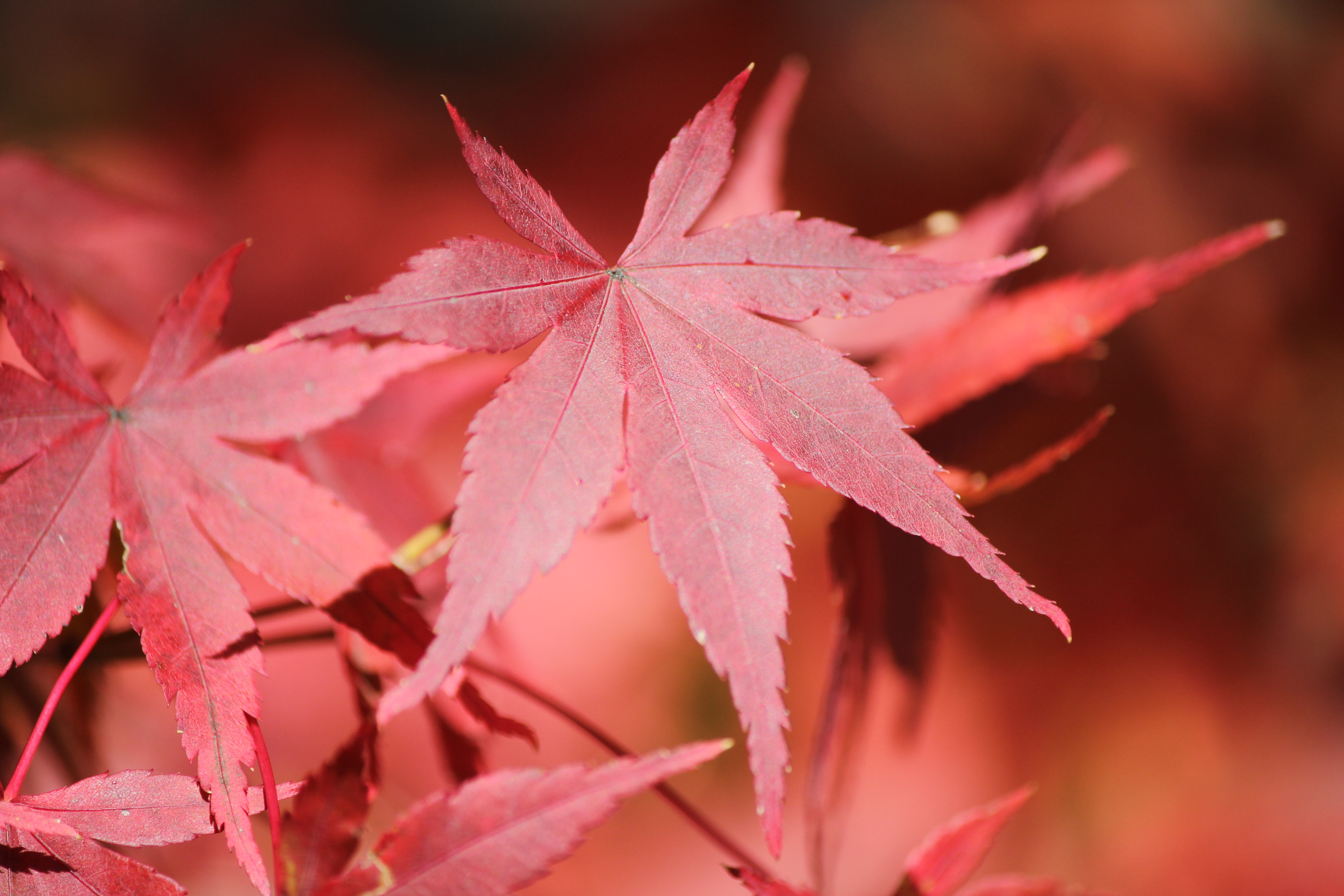 <b>露出補正なし。明るく写り過ぎ、白っぽくなってしまった</b>