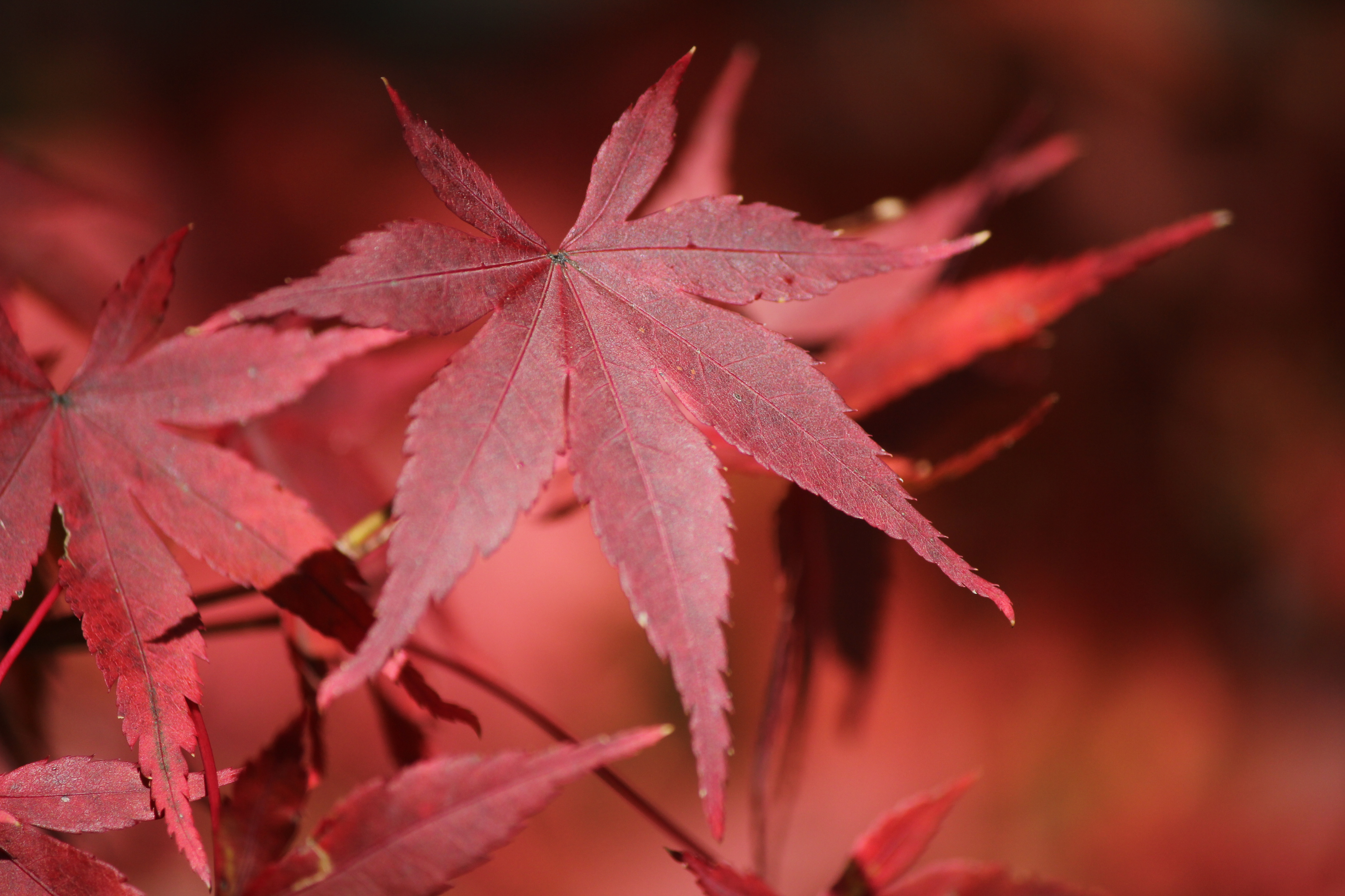 <b>−0.7の補正で、写真全体をやや暗めに。本来の色が再現できた</b>