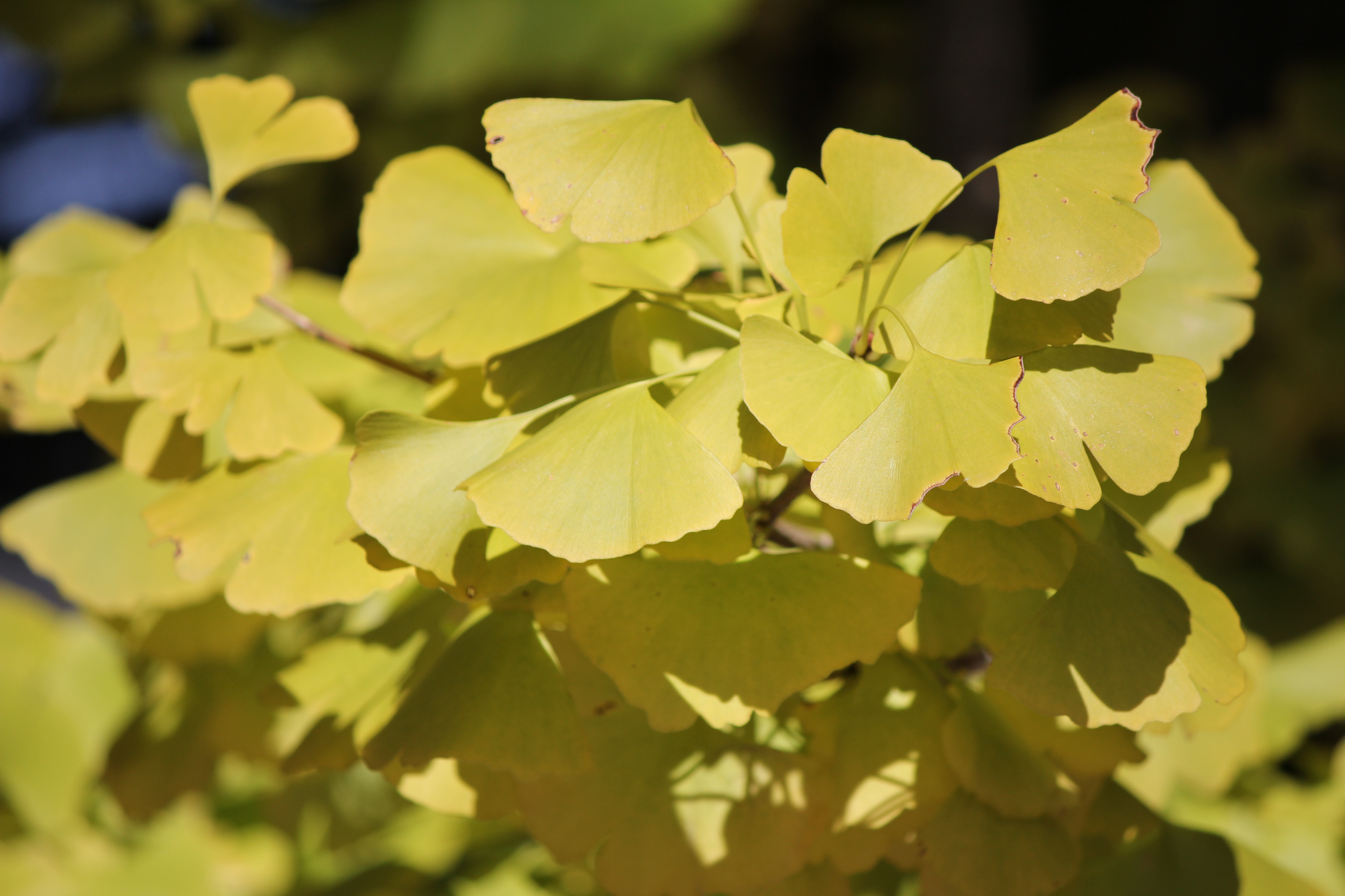 <b>露出補正なし。色ノリがよく感じられるが、よく見るとくすんだ感じの色になってしまった</b>