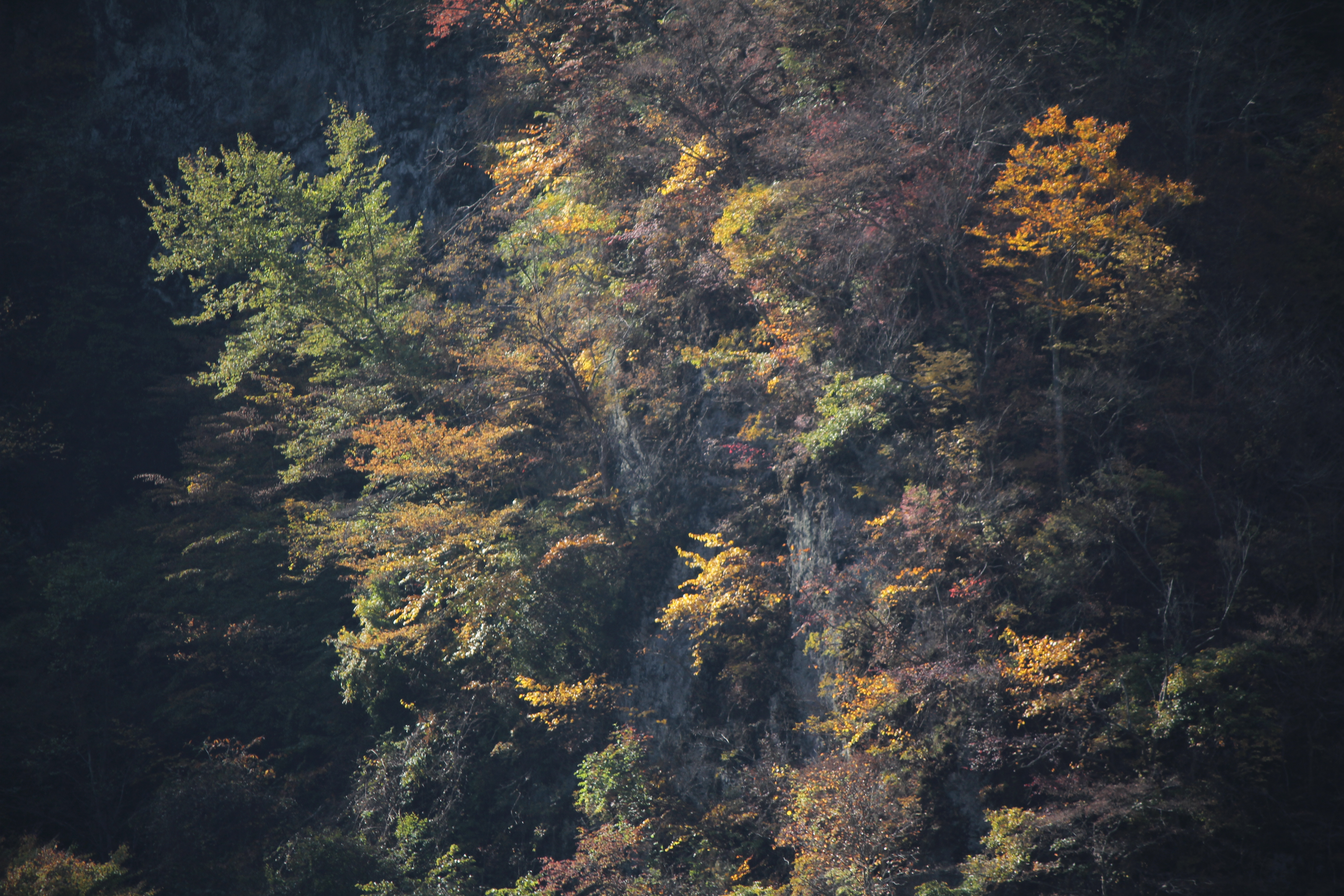 <b>斜光線を浴びて浮き出たように輝いている紅葉を撮影。露出補正なし（左）で撮ると、明るく写りすぎて周囲の影のディテールまで再現してしまい、写真全体に目が迷ってしまう。そこで−0.7の露出補正をし（右）、周囲の影を暗く締めてあげることで、光り輝く木々の葉に集中できる写真になった</b>