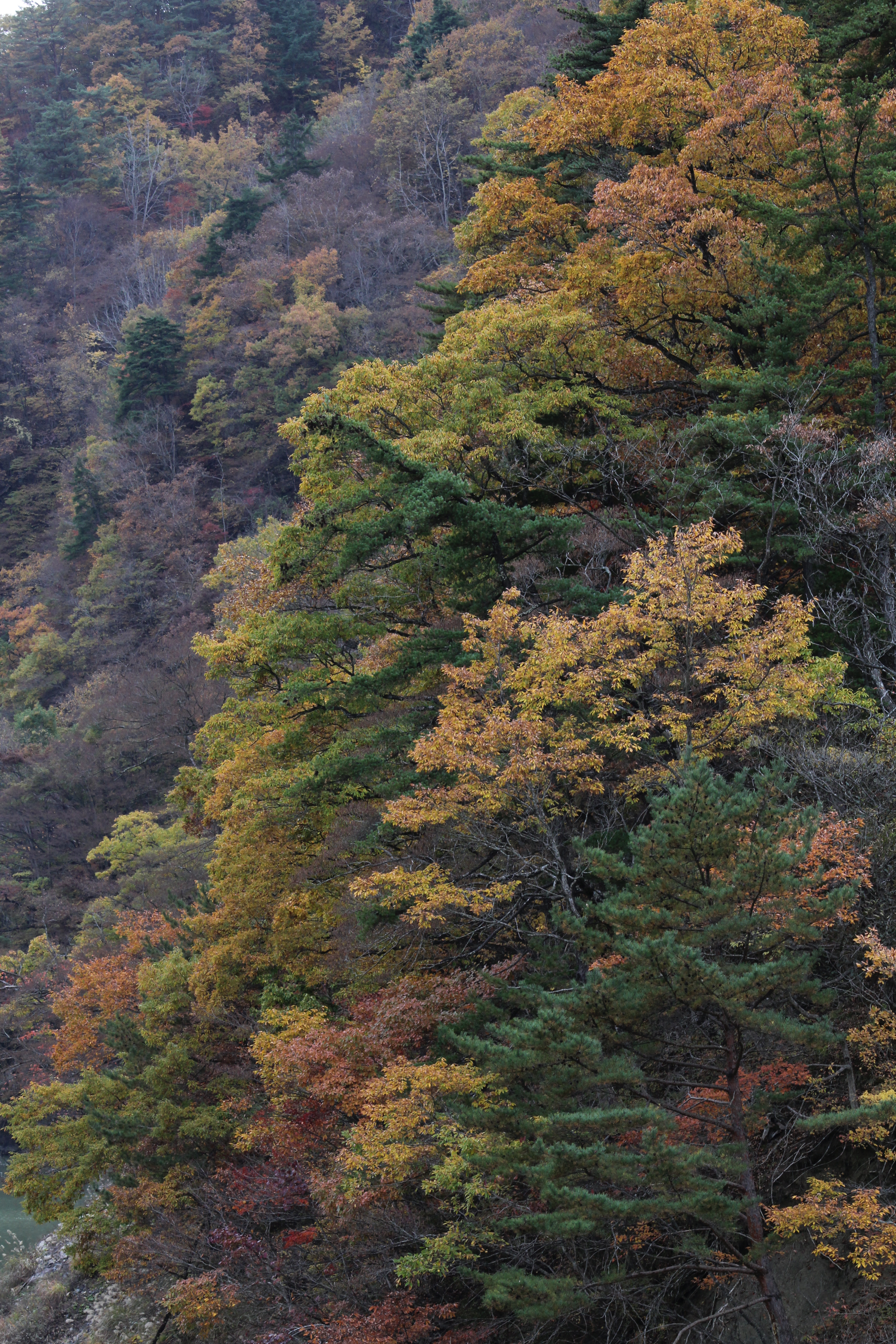 <b>周囲に深い緑の葉、背景に枯れた感じの暗い木々という状況で撮影。左の補正なしの雰囲気も悪くはないが、マイナス補正で全体をやや暗く写した右の方が、大自然の深さを表現できる</b>
