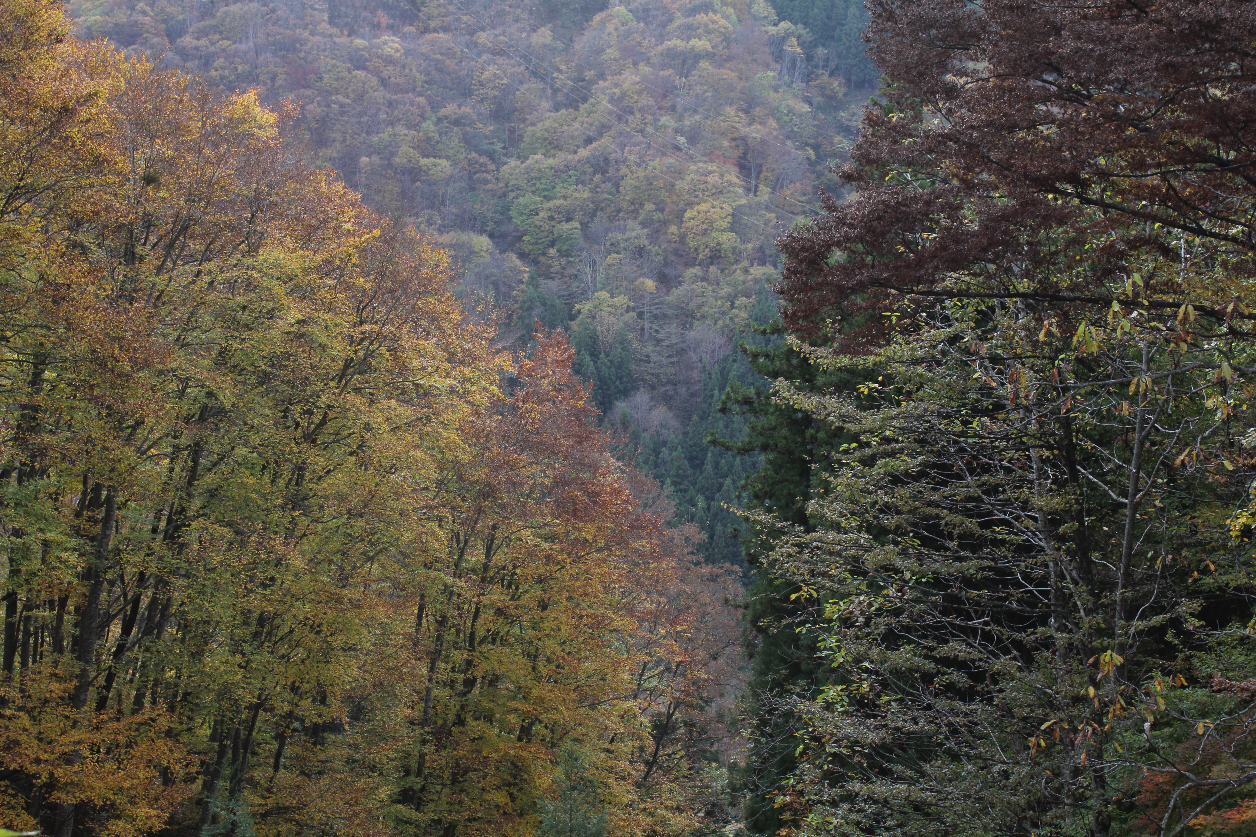 <b>左の補正なしでは、実際よりも明るく浮いた感じに見えるが、右のマイナス補正では実際の明るさを再現でき、しっとりとした落ち着いた色になった</b>