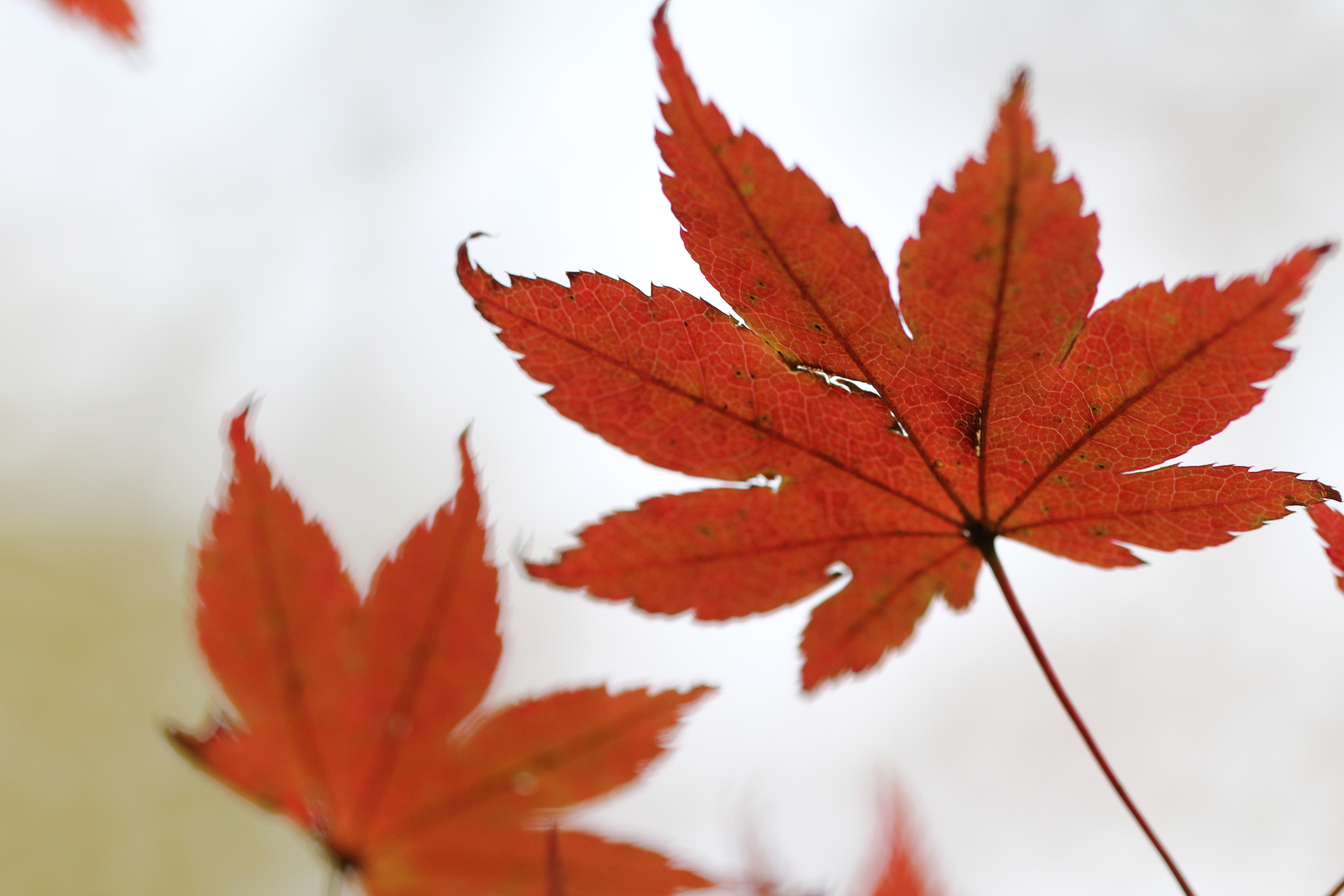 <b>葉の裏から逆光で撮影すると、背景が明るいため写真全体がやや暗くなってしまう。右ではプラス補正で明るいイメージにしてみた</b>