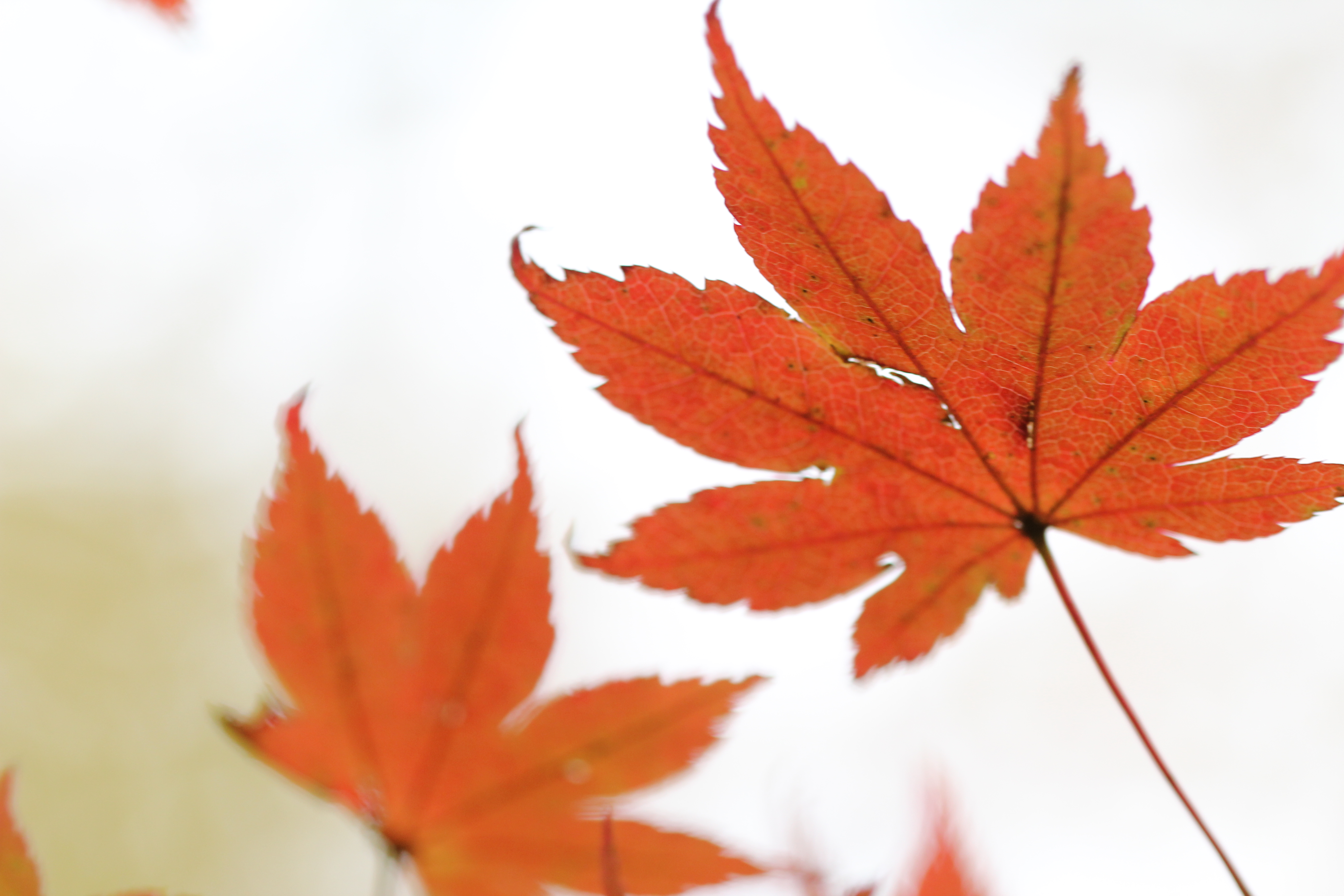 <b>葉の裏から逆光で撮影すると、背景が明るいため写真全体がやや暗くなってしまう。右ではプラス補正で明るいイメージにしてみた</b>