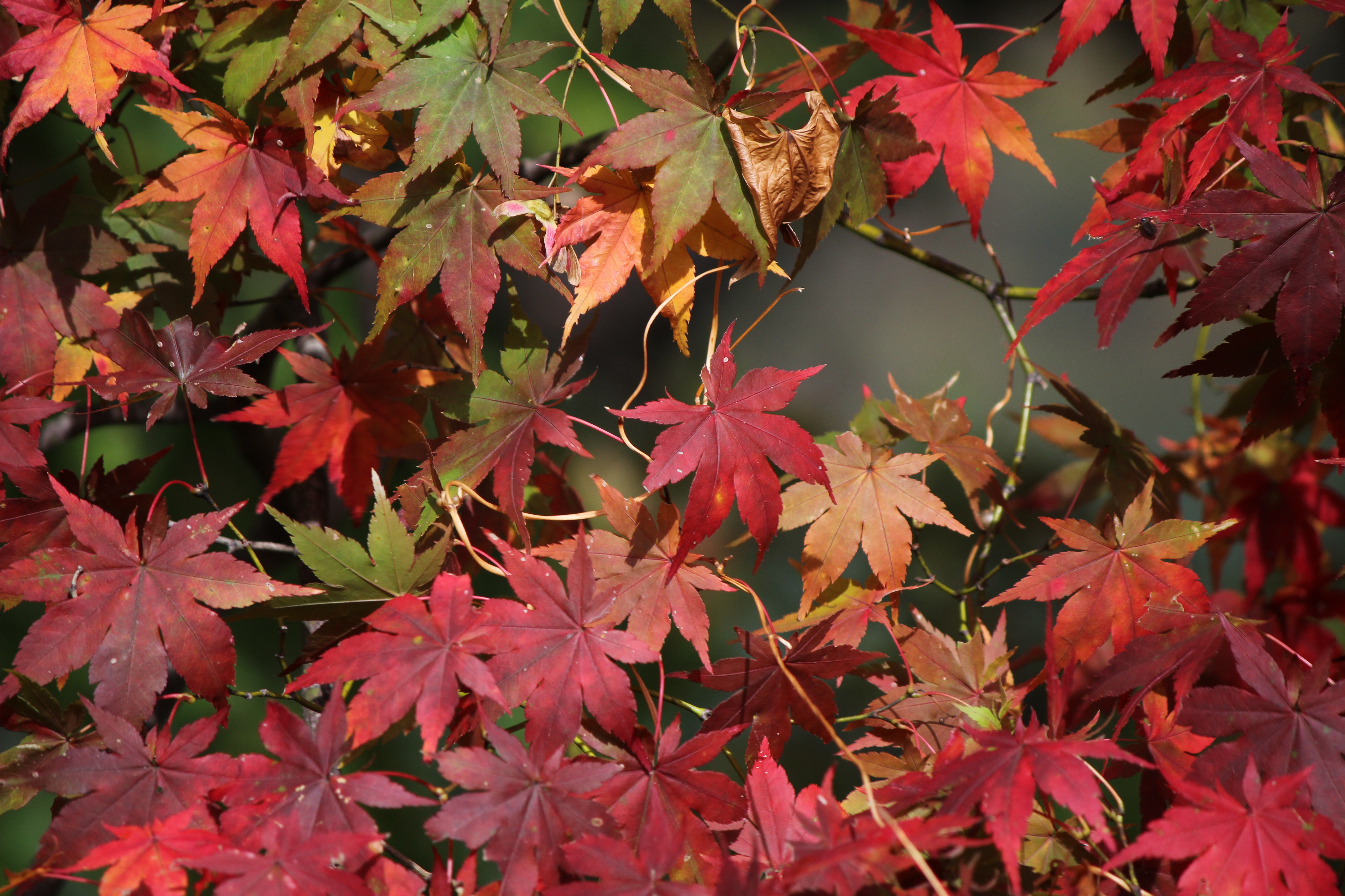 <b>それぞれの葉が色とりどりで一見キレイに見えるが、よく見るとところどころ枯れていたり、虫食いがあったりとあまりキレイではない</b>