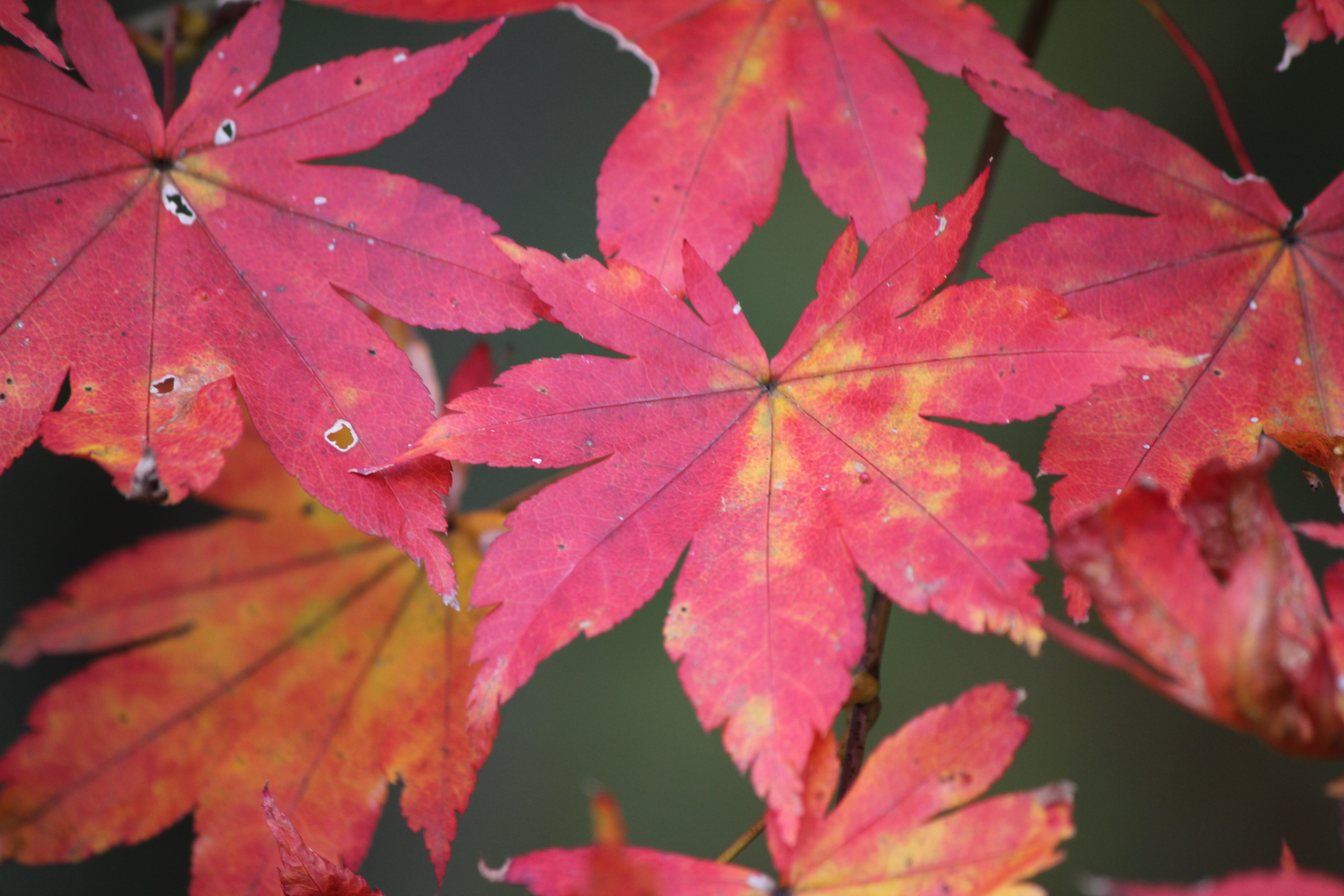 <b>パッと見、きれいな色の葉があったのでカメラを向けてみた。中央の葉はキレイだが、左右の葉の虫食いや枯れている部分が入ってしまい、写真全体のイメージが悪くなってしまった</b>