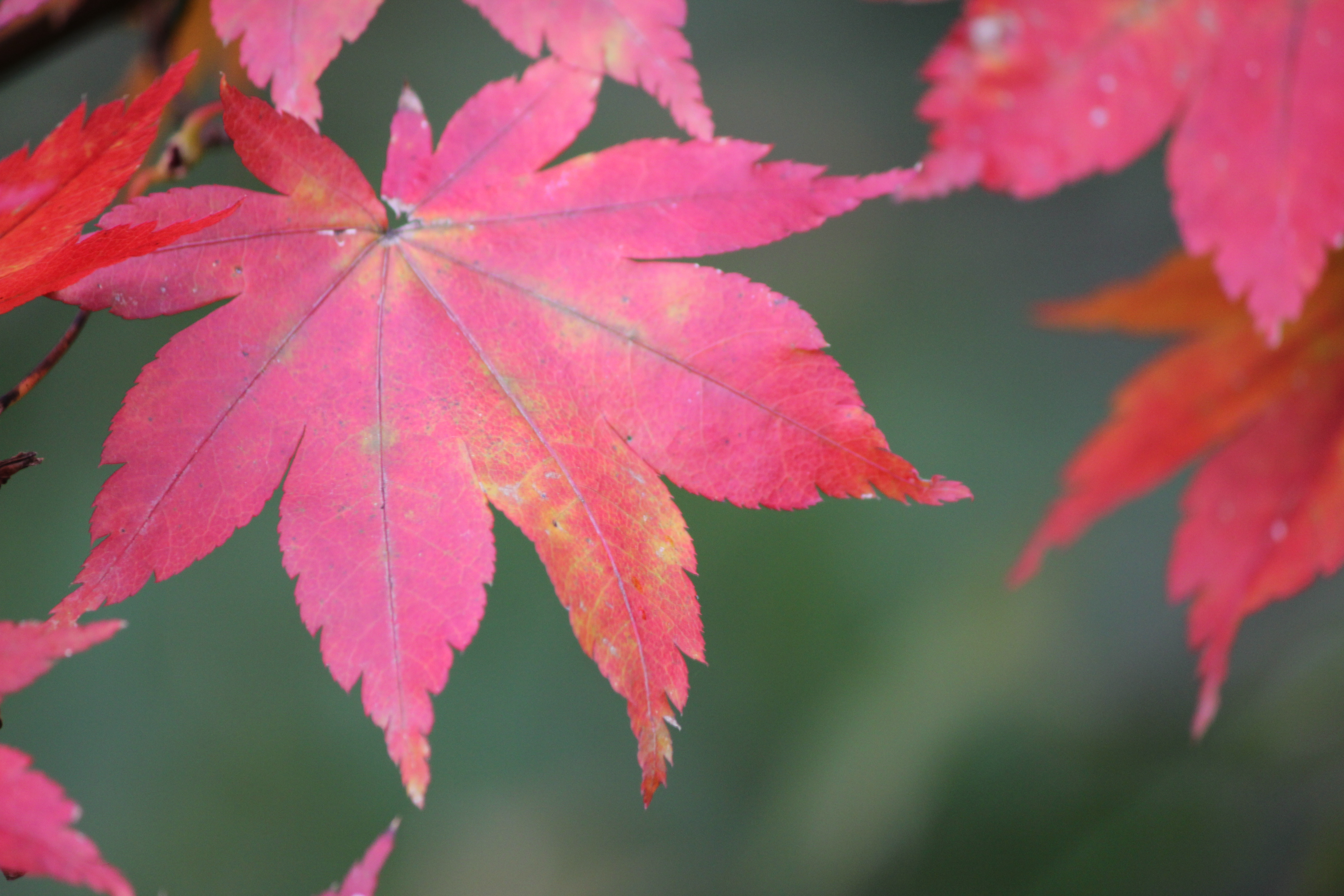<b>中でもきれいな葉を1枚だけアップで撮影した。キレイに見せたい写真は、ズームやカメラの寄り引きで余計な部分を入れないように画面の中を整理して、きれいな部分だけで構成したい</b>