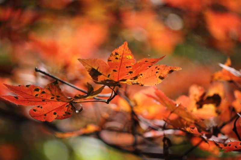 <b>葉の色がくすんだ印象だったり表面が傷んでいる場合は、葉の裏側から透過光で撮影すると色彩だけで表現ができる</b>