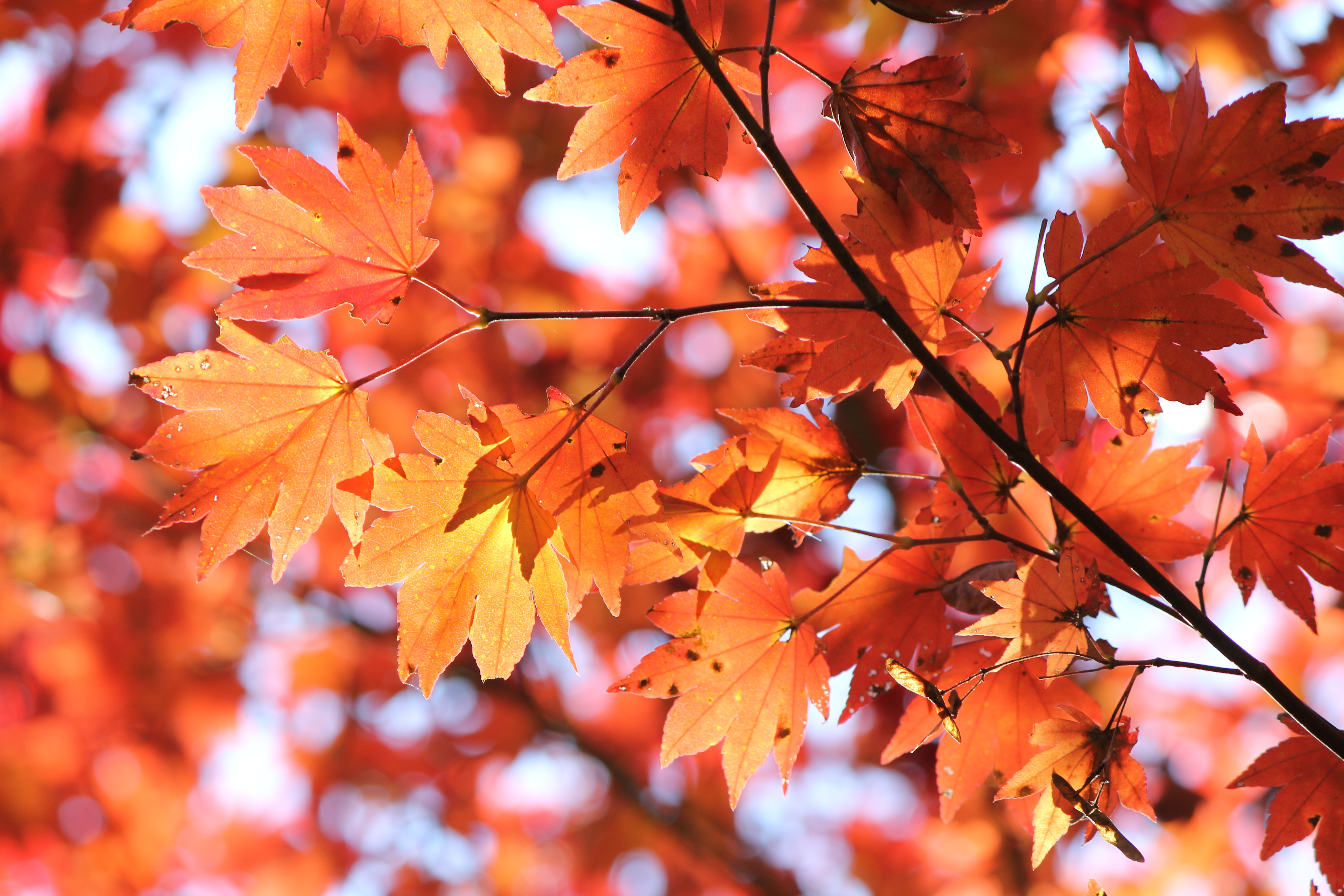 <b>透過光でキレイだが、葉を画面に大きく写したため傷んだ部分も写ってしまった</b>