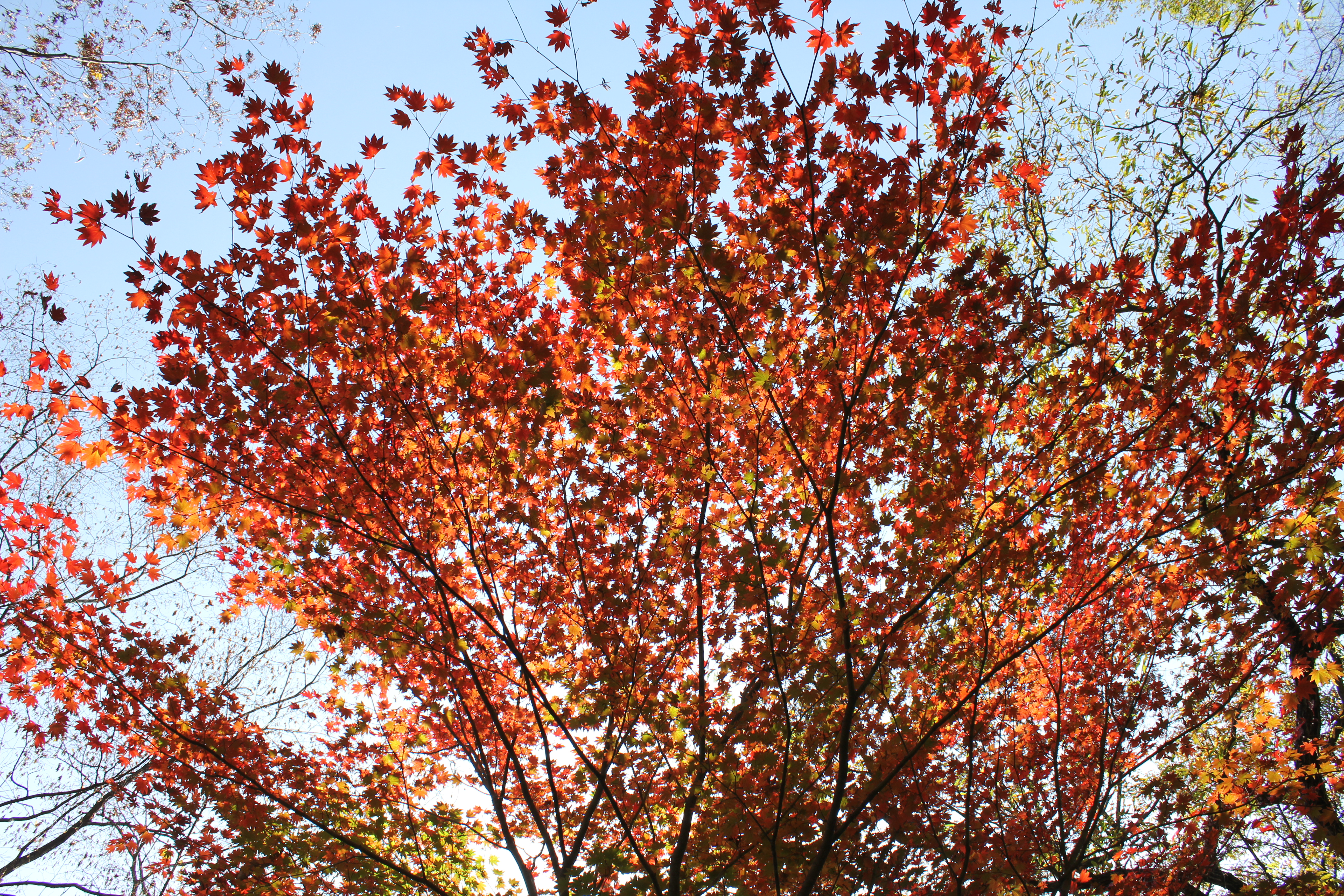 <b>画面に空まで入れて撮影。青空が白くならず写すことができたので、青空と透過光で輝く紅葉の色彩のコントラストをキレイに写すことができた。シルエットになっている木の枝や幹も、コントラストを強調するアクセントになっている</b>