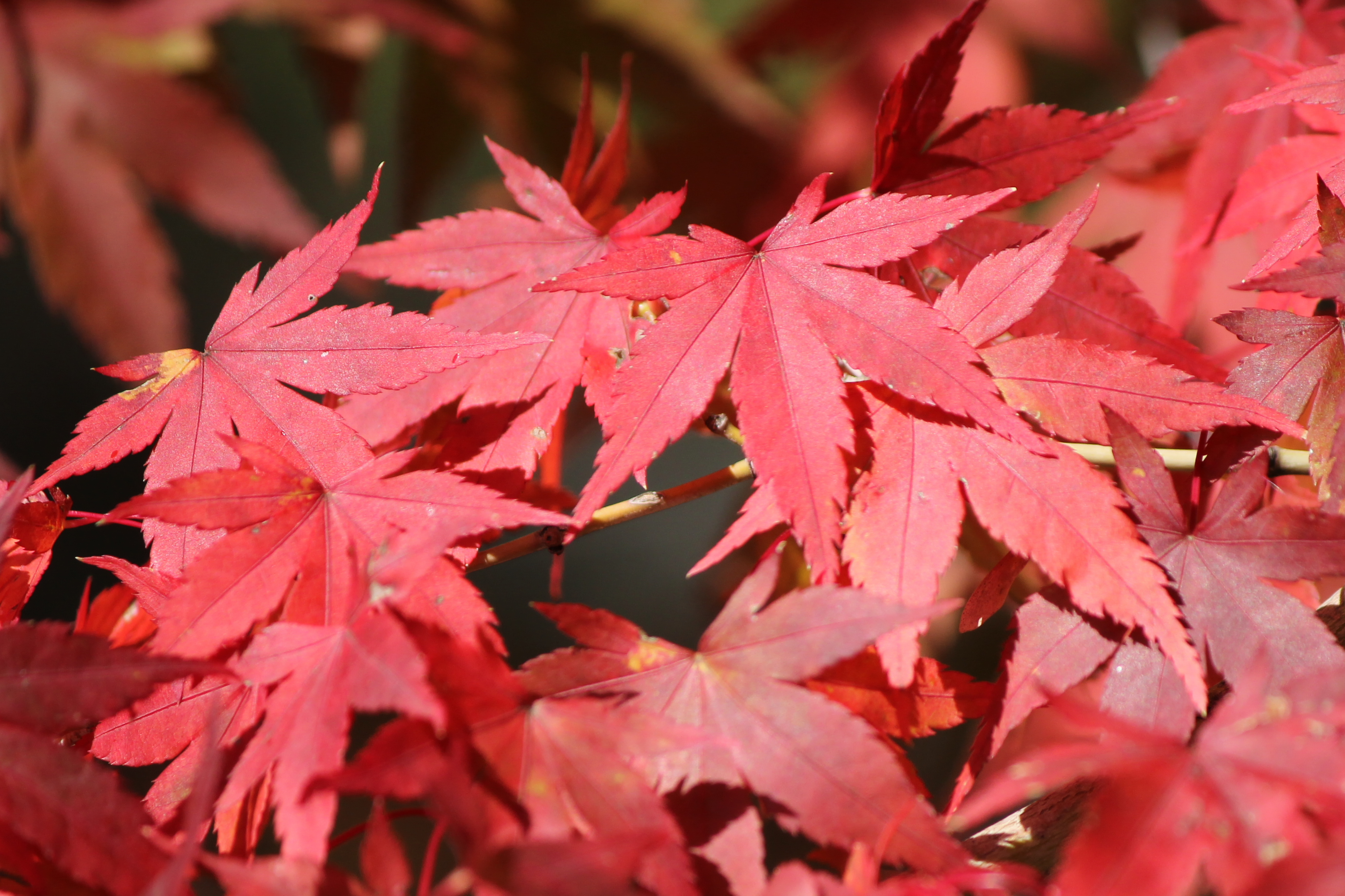 <b>左はPLフィルターなし。PLフィルターを装着して効果100％にすると、かすかに光っていた葉の表面反射が除去でき、本来の葉の赤さが再現できた（右）</b>