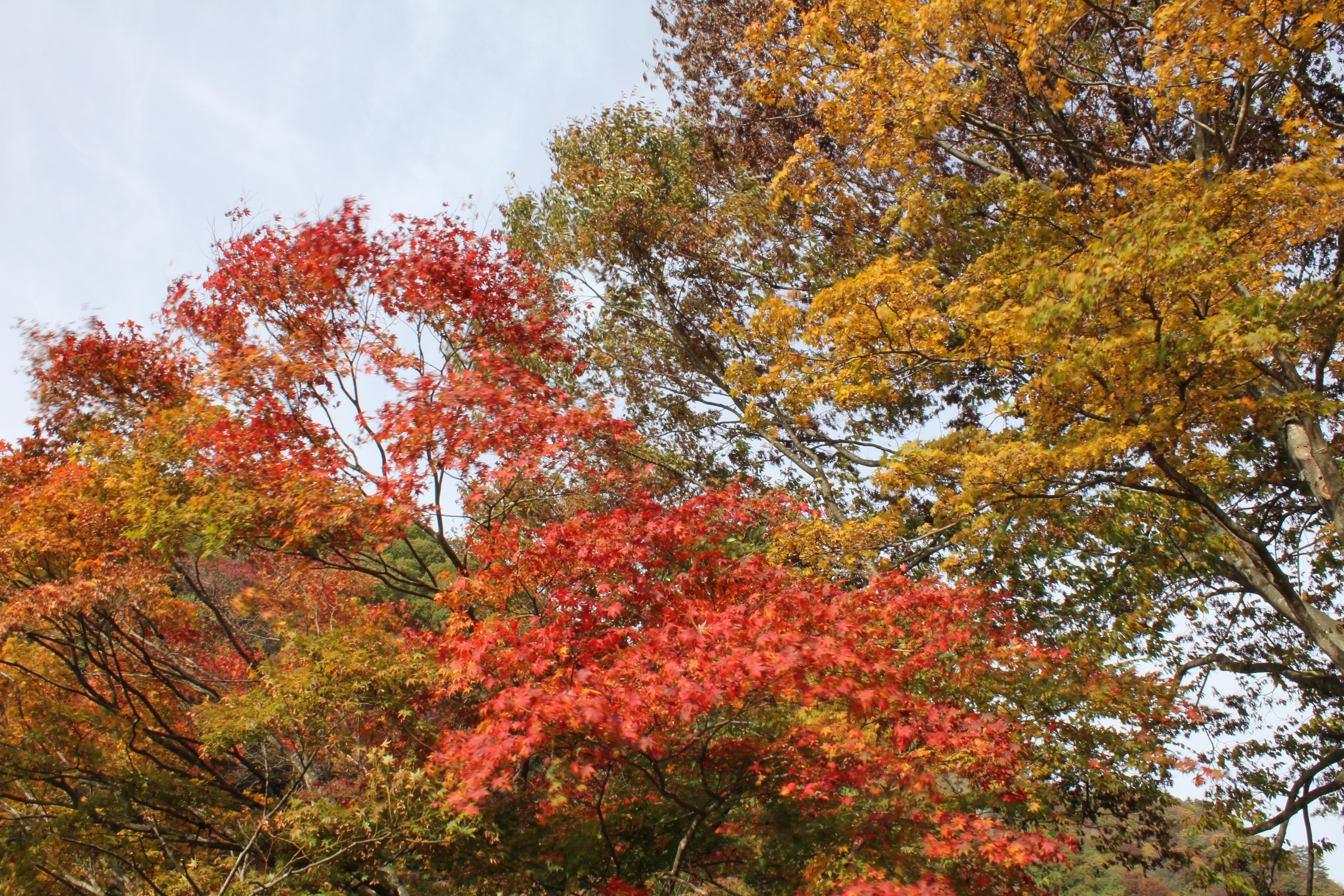 <b>左のNDフィルターなしではシャッター速度が1/20秒と中途半端だったが、NDフィルターを付けた右ではシャッター速度が0.8秒と遅くなりブレを大きくできるので、風の音が聞こえるような写真が撮れた</b>