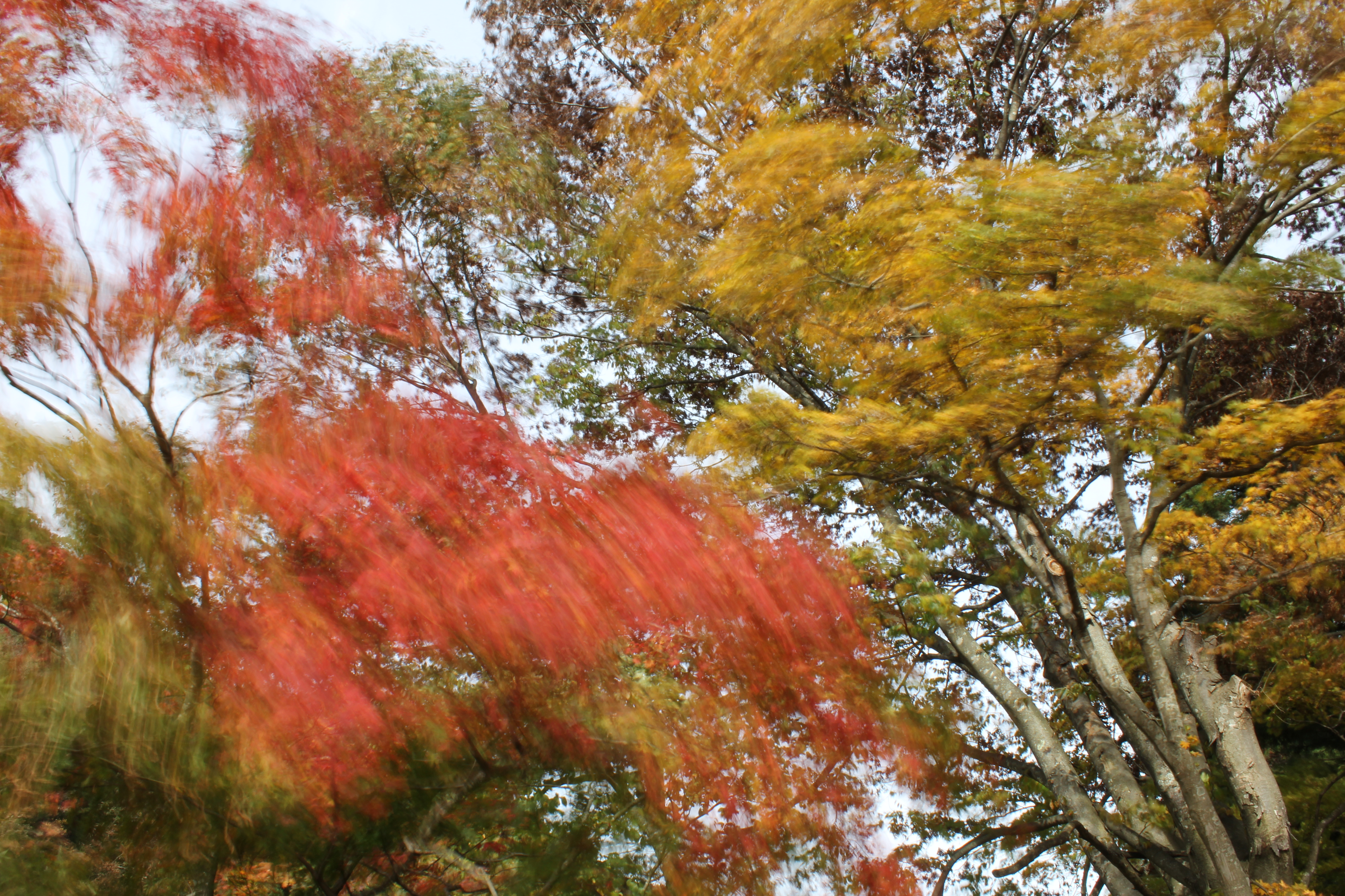 <b>左のNDフィルターなしではシャッター速度が1/20秒と中途半端だったが、NDフィルターを付けた右ではシャッター速度が0.8秒と遅くなりブレを大きくできるので、風の音が聞こえるような写真が撮れた</b>