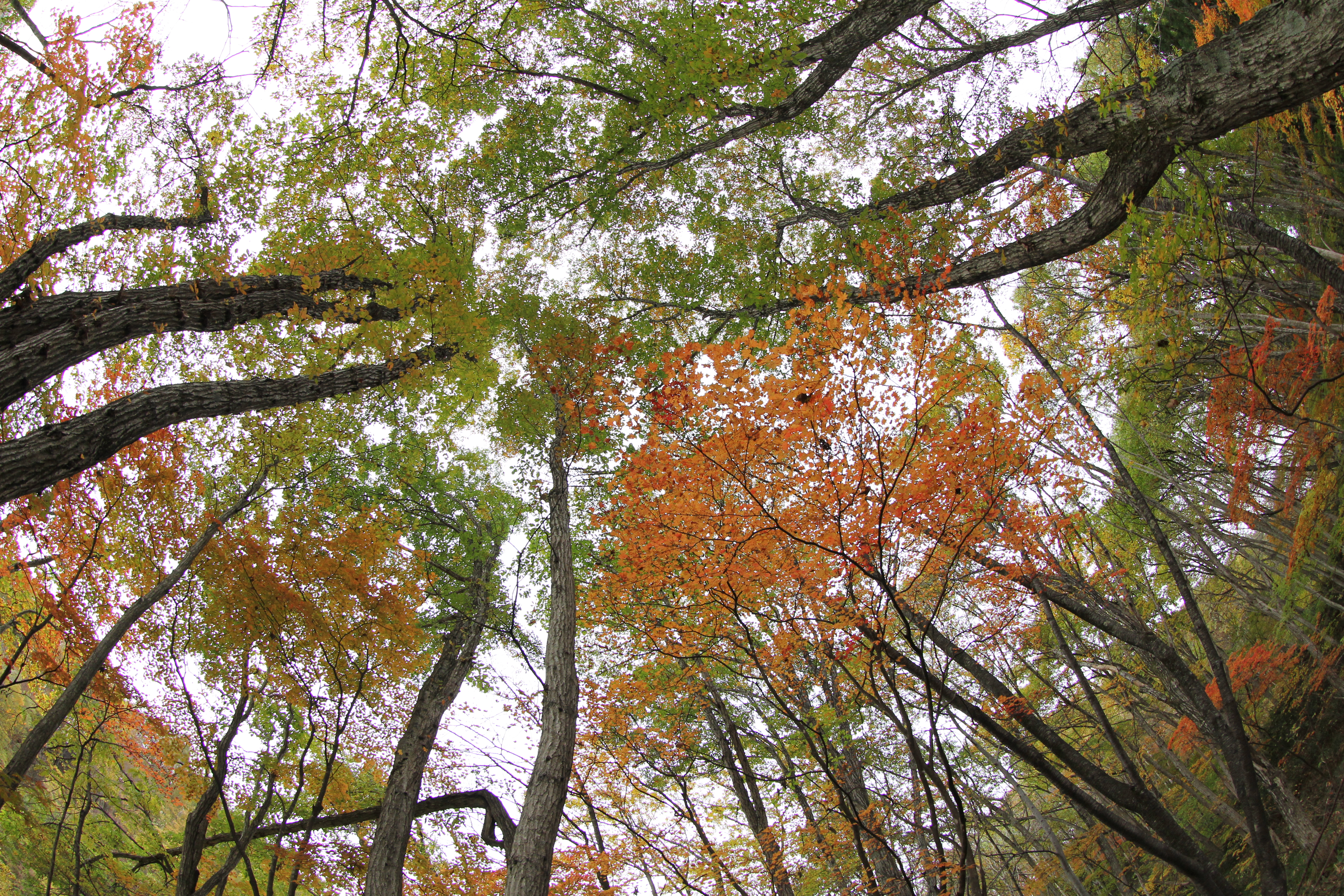 <b>林の中で紅葉を見上げた図。どちらもレンズ焦点距離は16mm相当。左の広角ズームは周辺の歪みを抑えた光学設計なので安定感のあるワイドな描写だ。一方、右のフィッシュアイズームでは、魚眼特有の周辺が湾曲するような描写で、広角ズームよりも広い範囲が写る。肉眼では見ることができない写真的な面白さだ</b>