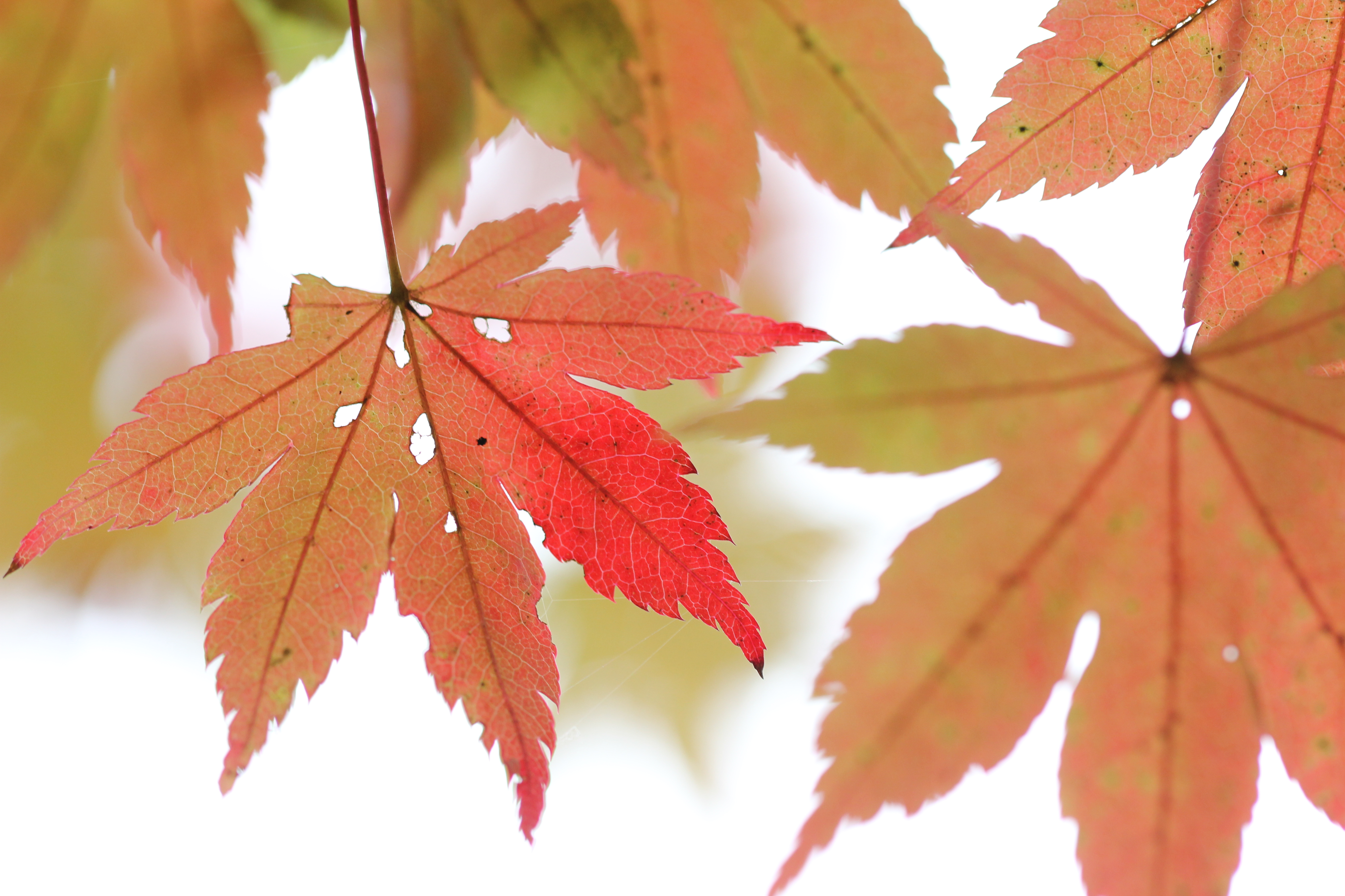 <b>葉の色が徐々に変わっている部分を撮影した。普段何気なく目にする葉の細部をクローズアップできるのがマクロレンズの魅力だ。落ち葉や木の実など、小さなものでも大きく撮る（見せる）ことで楽しさや発見を写せる</b>