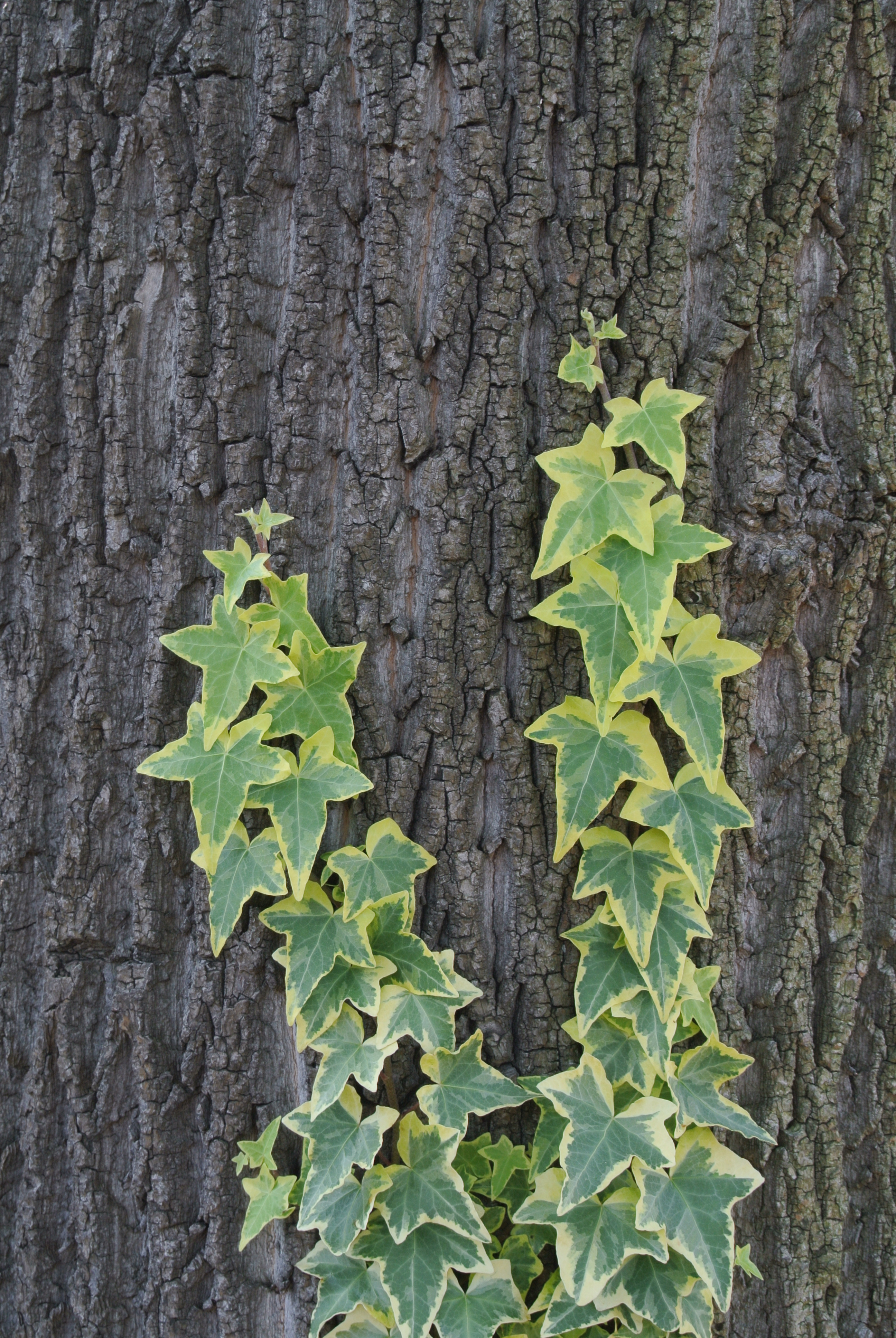 <b>Nikon 1 J1 / 1 NIKKOR VR 10-30mm F3.5-5.6 / 約6.7MB / 2,592×3,872 / 1/25秒 / F8 / -0.7EV / ISO100 / WB:オート / 26.7mm</b>