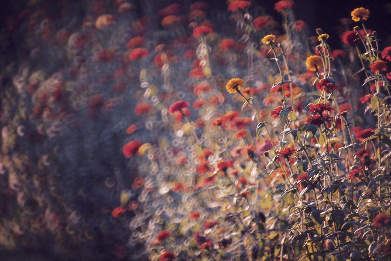 <b>(c) SHINYA FUJIWARA</b>