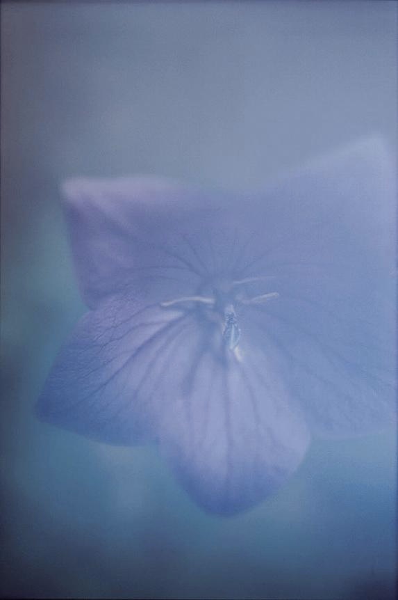 <b>(c) SHINYA FUJIWARA</b>