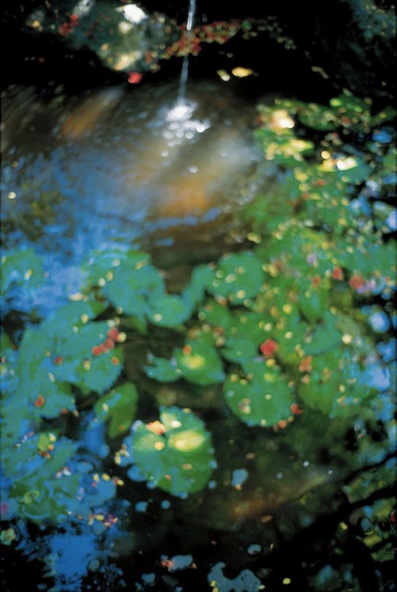 <b>(c) SHINYA FUJIWARA</b>