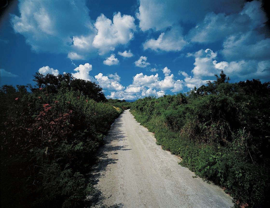 <b>(c) SHINYA FUJIWARA</b>