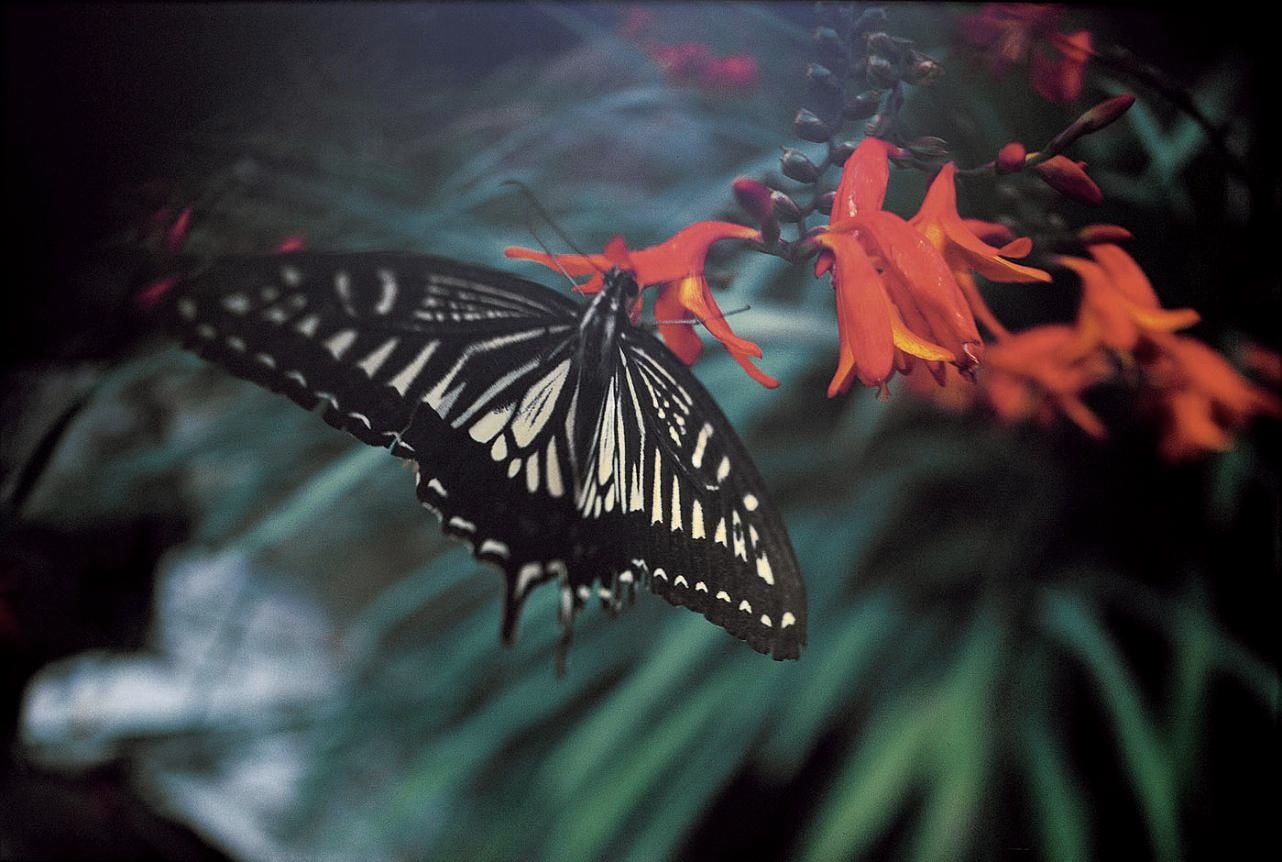 <b>(c) SHINYA FUJIWARA</b>