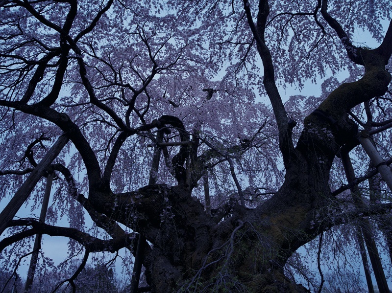 <b>(c) SHINYA FUJIWARA</b>