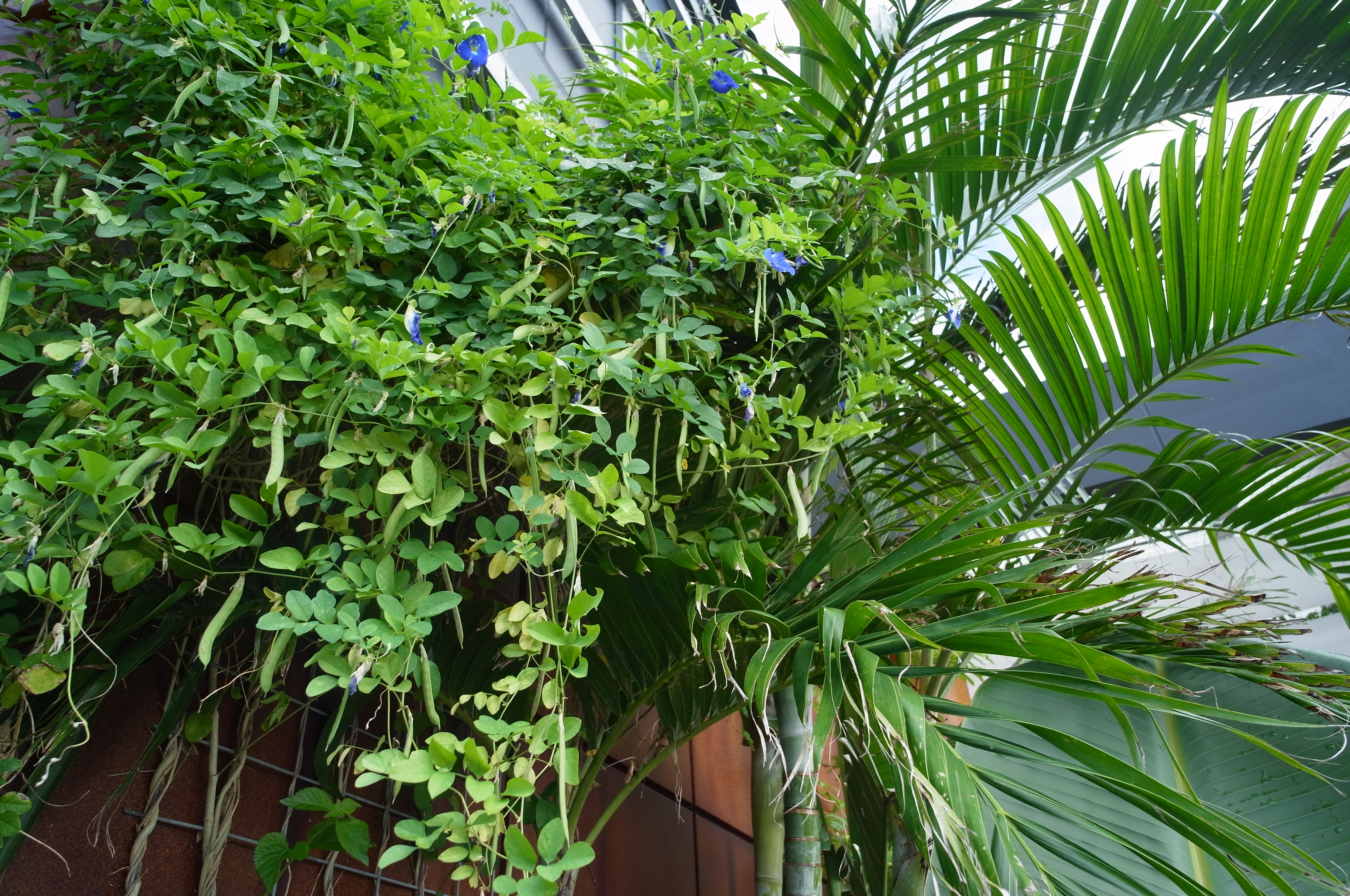 <b>GXR MOUNT A12 / SUPER WIDE-HELIAR 15mm F4.5 / 約4.4MB / 4,288×2,848 / 1/189秒 / F5.6 / 0.0EV / ISO200 / WB:屋外</b>