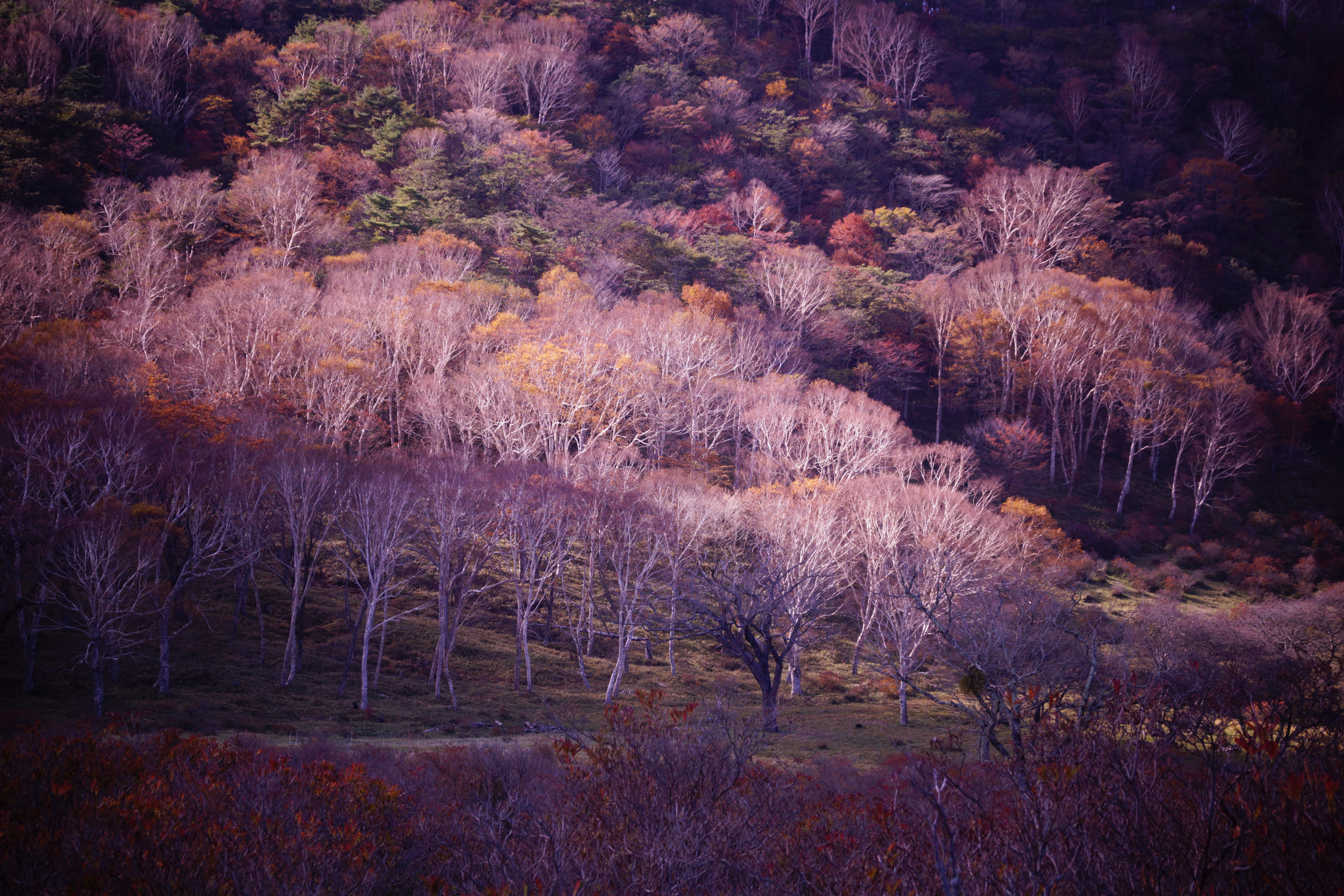 <b>α65 / DT 18-55mm F3.5-5.6 SAM / 約10.0MB / 6,000×4,000 / 1/200秒 / F7 / 0EV / ISO100 / 55mm / トイカメラ：マゼンタ</b>