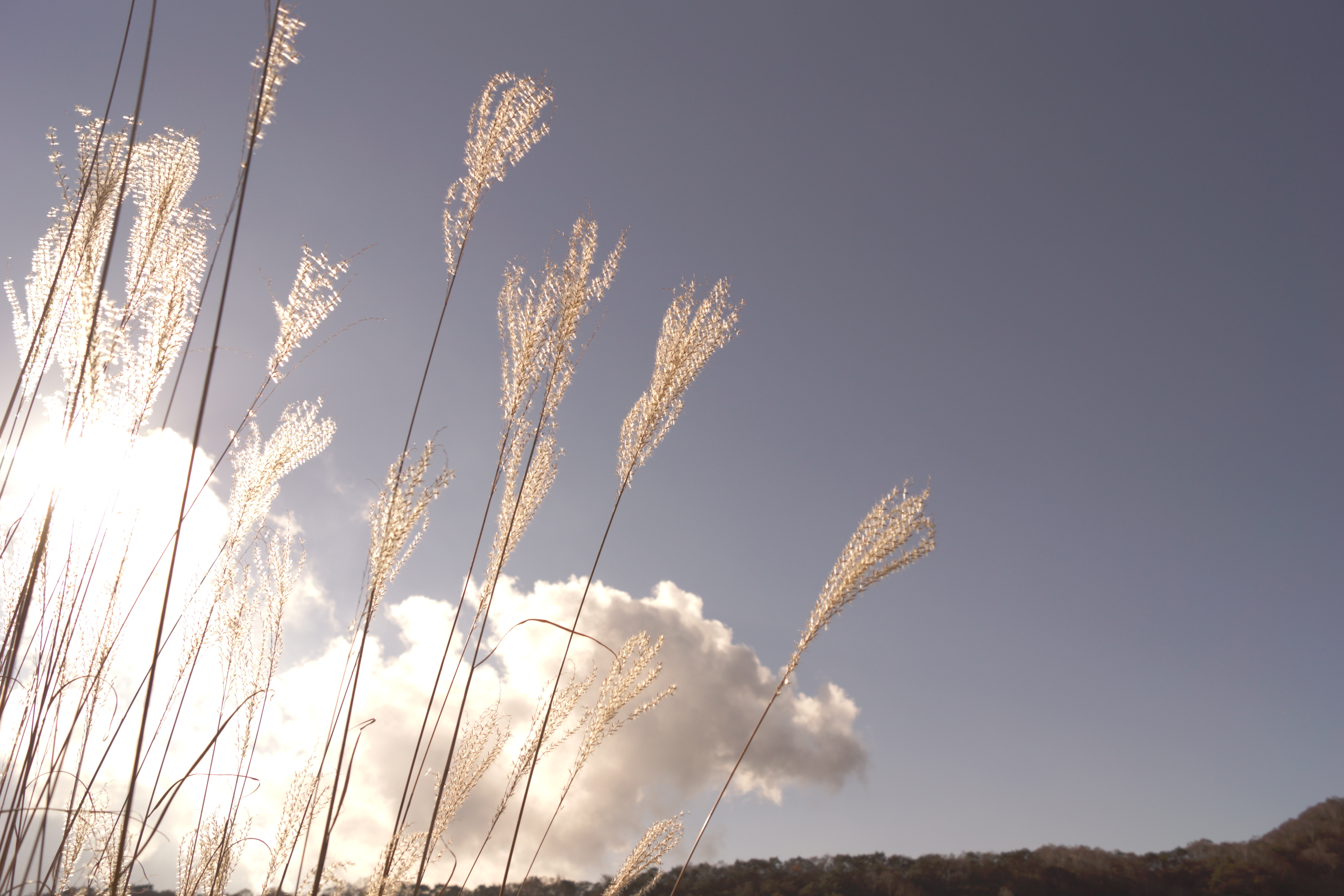 <b>α65 / DT 18-55mm F3.5-5.6 SAM / 約4.9MB / 6,000×4,000 / 1/2,500秒 / F5.6 / 0EV / ISO100 / 18mm / レトロフォト</b>