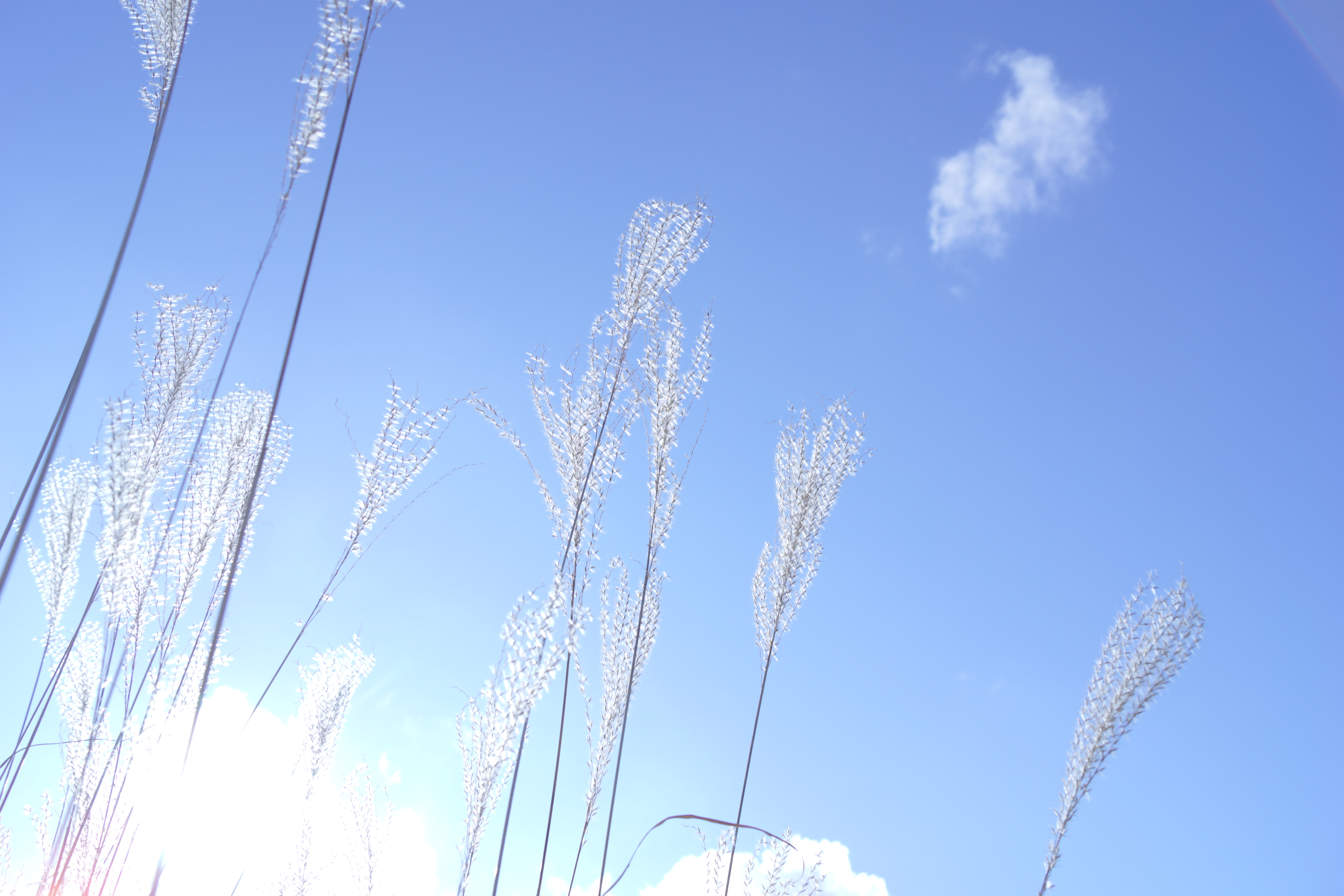 <b>α65 / DT 18-55mm F3.5-5.6 SAM / 約4.1MB / 6,000×4,000 / 1/320秒 / F5.6 / 0EV / ISO100 / 18mm / ソフトハイキー</b>