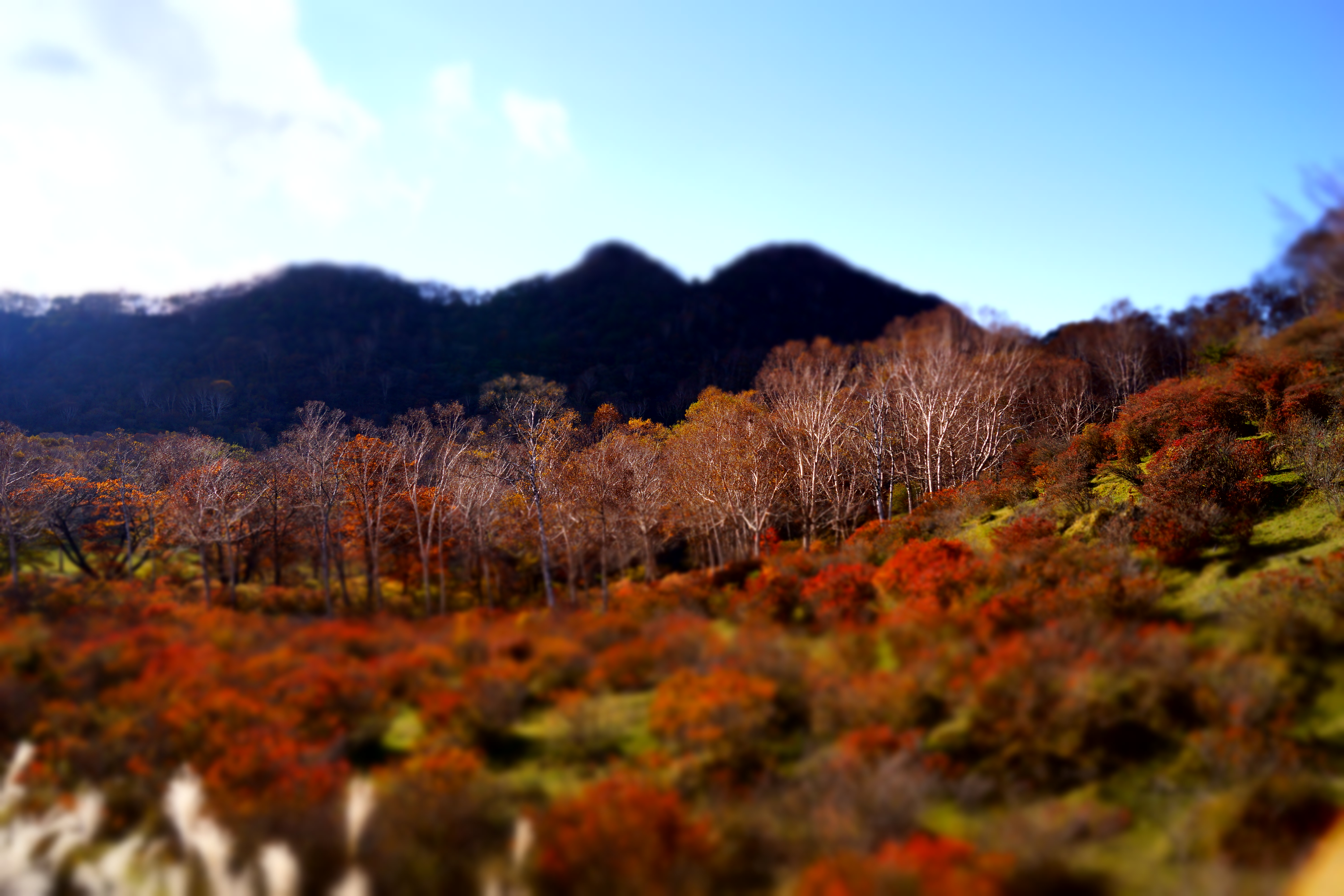 <b>α65 / DT 18-55mm F3.5-5.6 SAM / 約4.1MB / 6,000×4,000 / 1/500秒 / F5.6 / 0EV / ISO100 / 18mm / ミニチュア：オート</b>