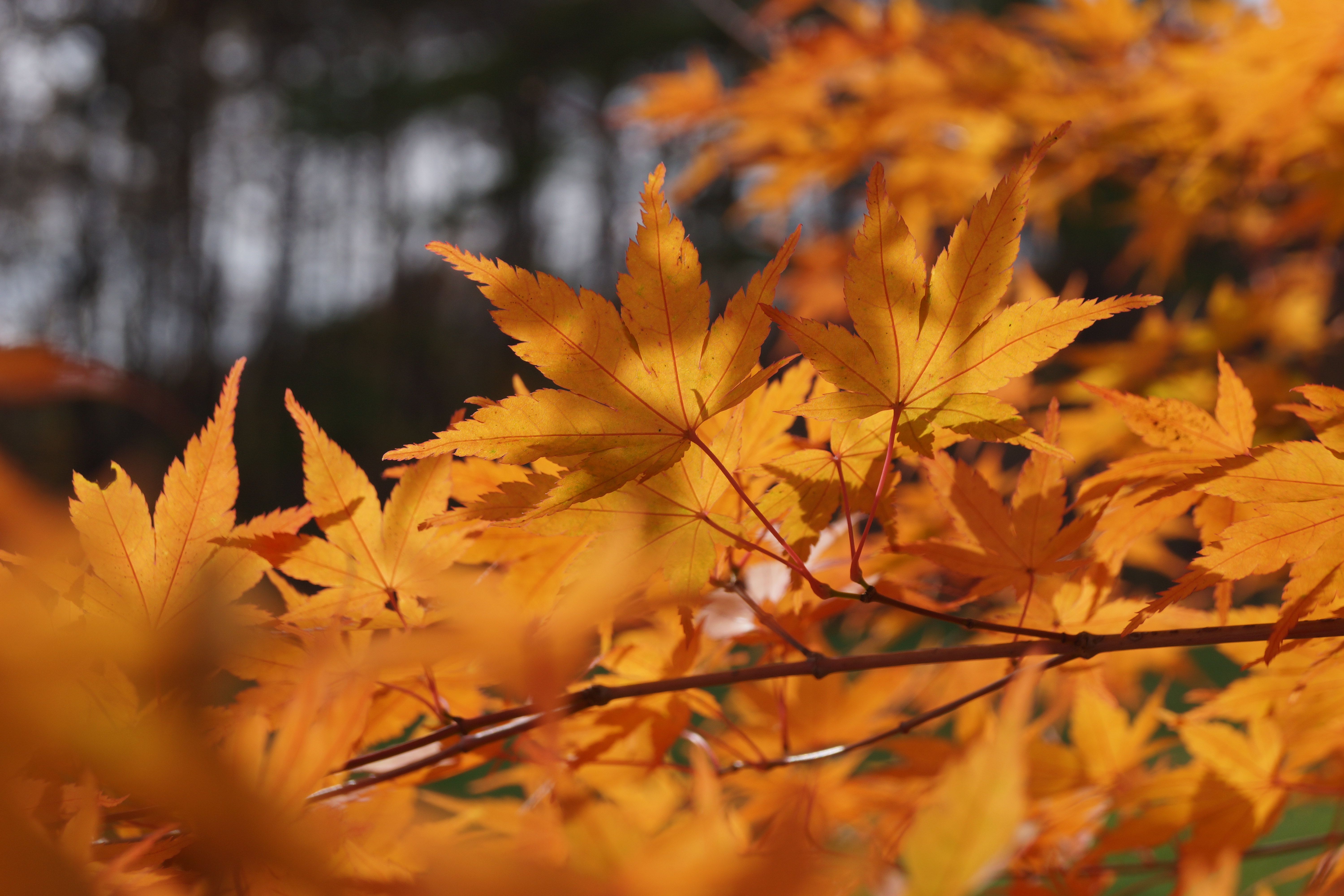 <b>α65 / DT 18-55mm F3.5-5.6 SAM / 約5.1MB / 6,000×4,000 / 1/320秒 / F8 / 0EV / ISO100 / 55mm</b>