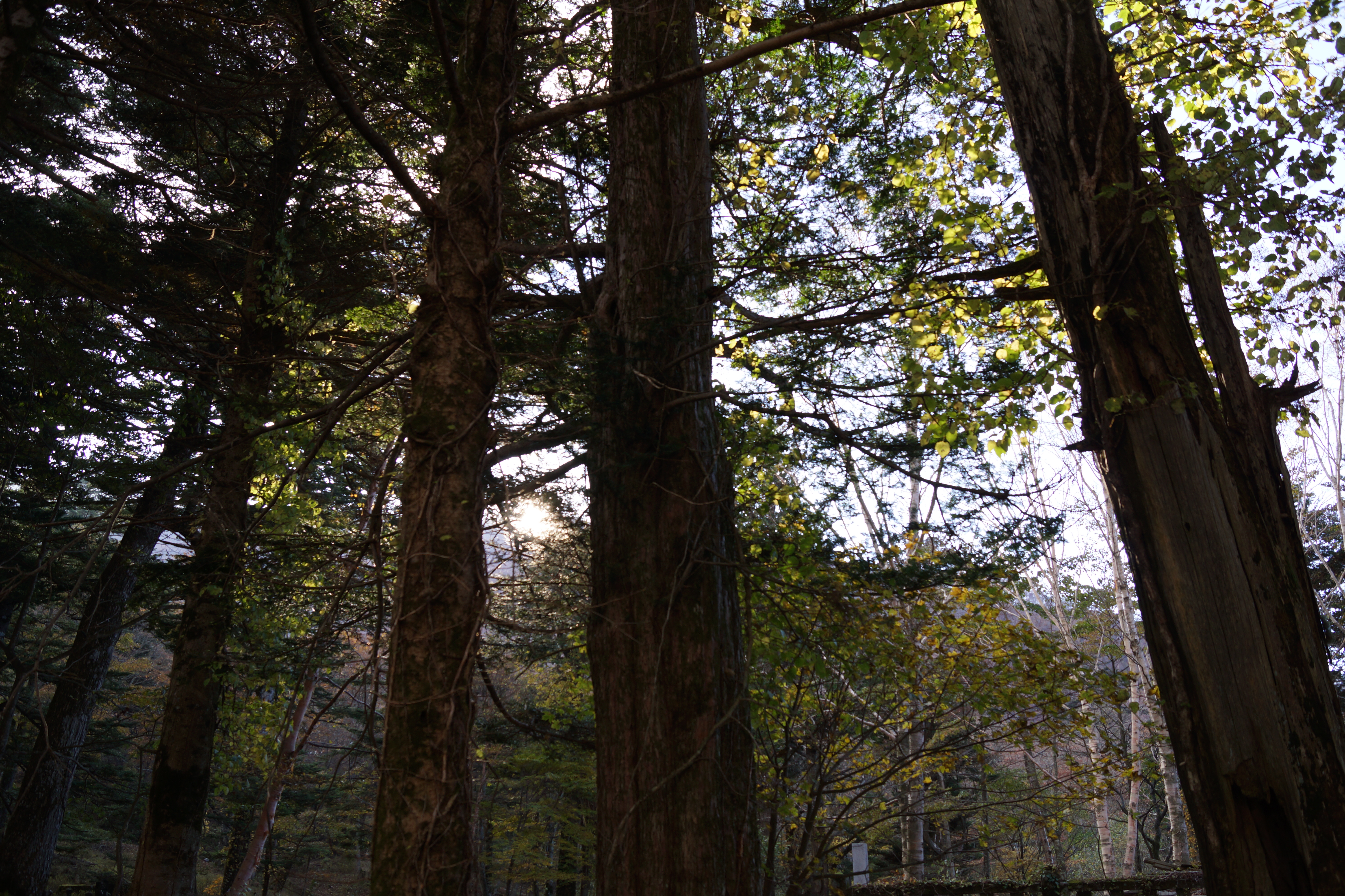 <b>Dレンジオプティマイザー：オフ</b>