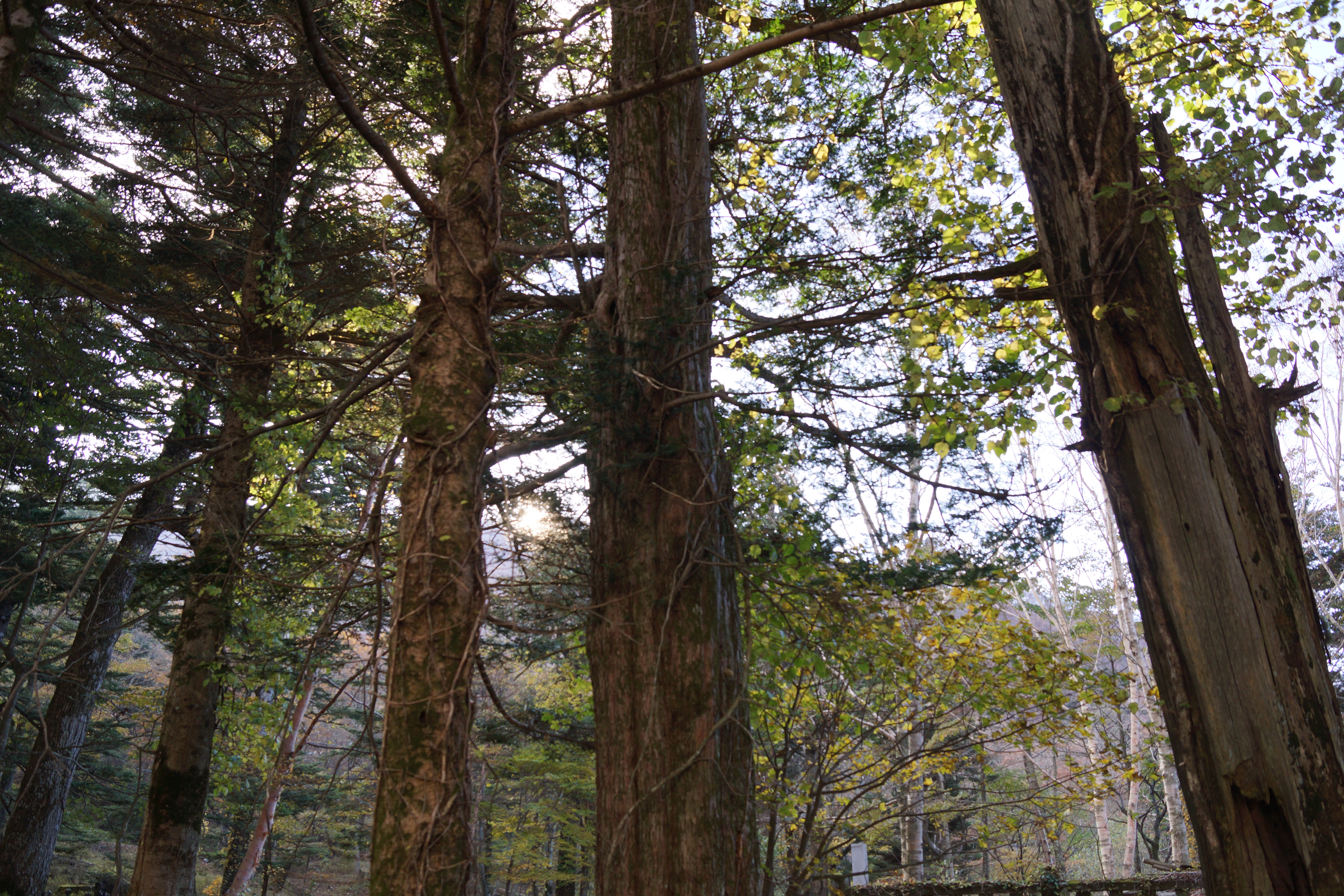 <b>Dレンジオプティマイザー：レベル3</b>