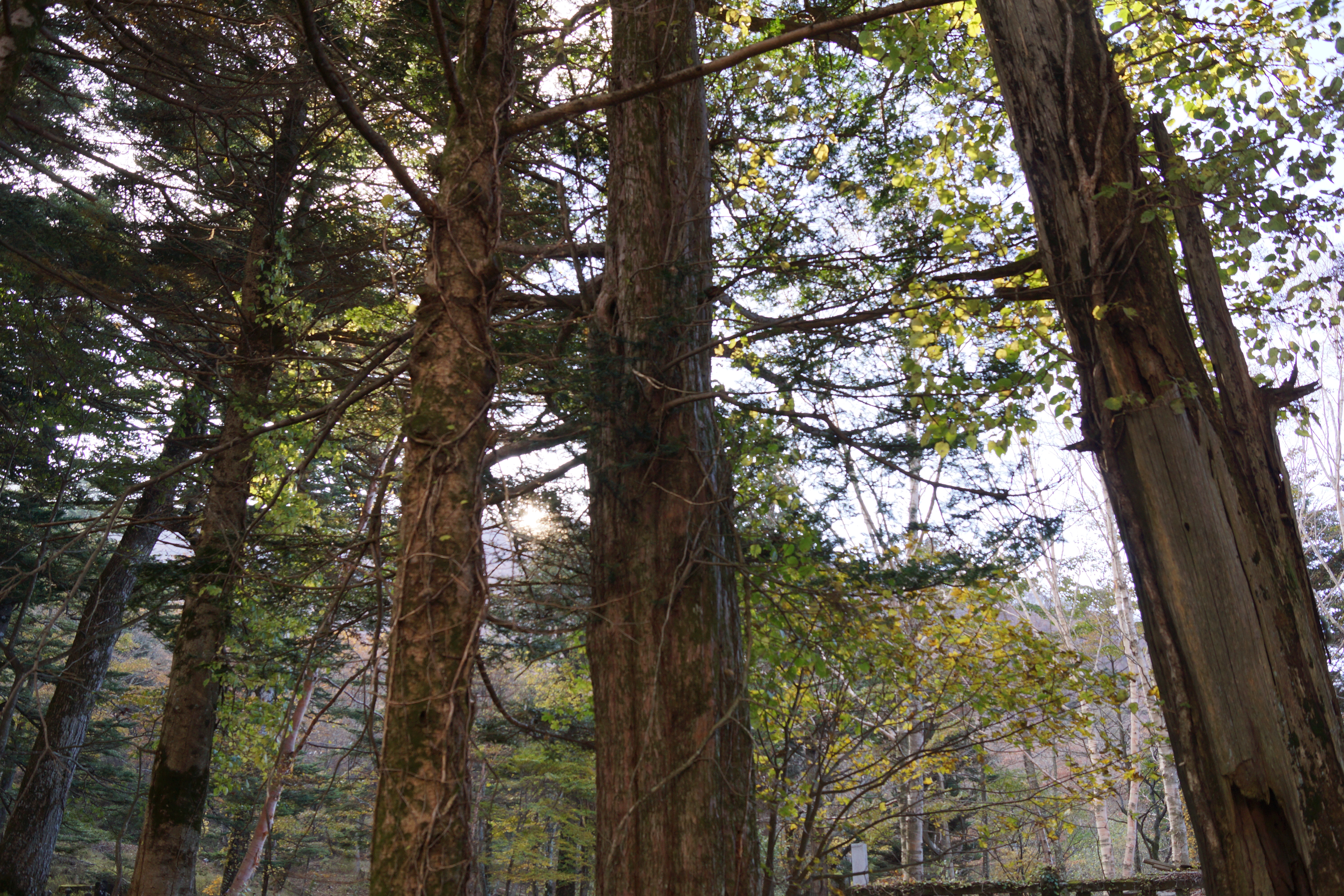 <b>Dレンジオプティマイザー：レベル4</b>